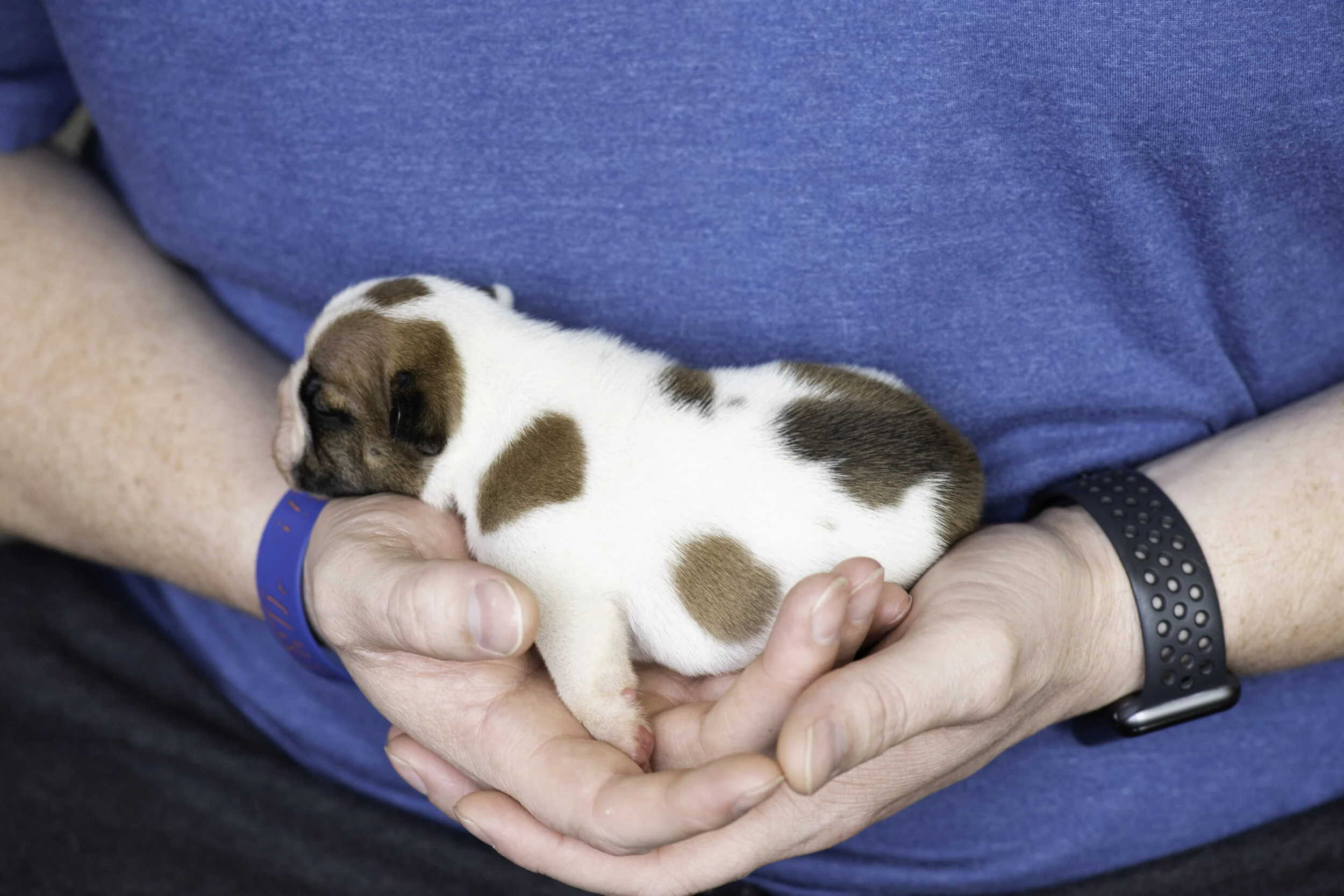 frenchie dec31 2019 web-17.jpg