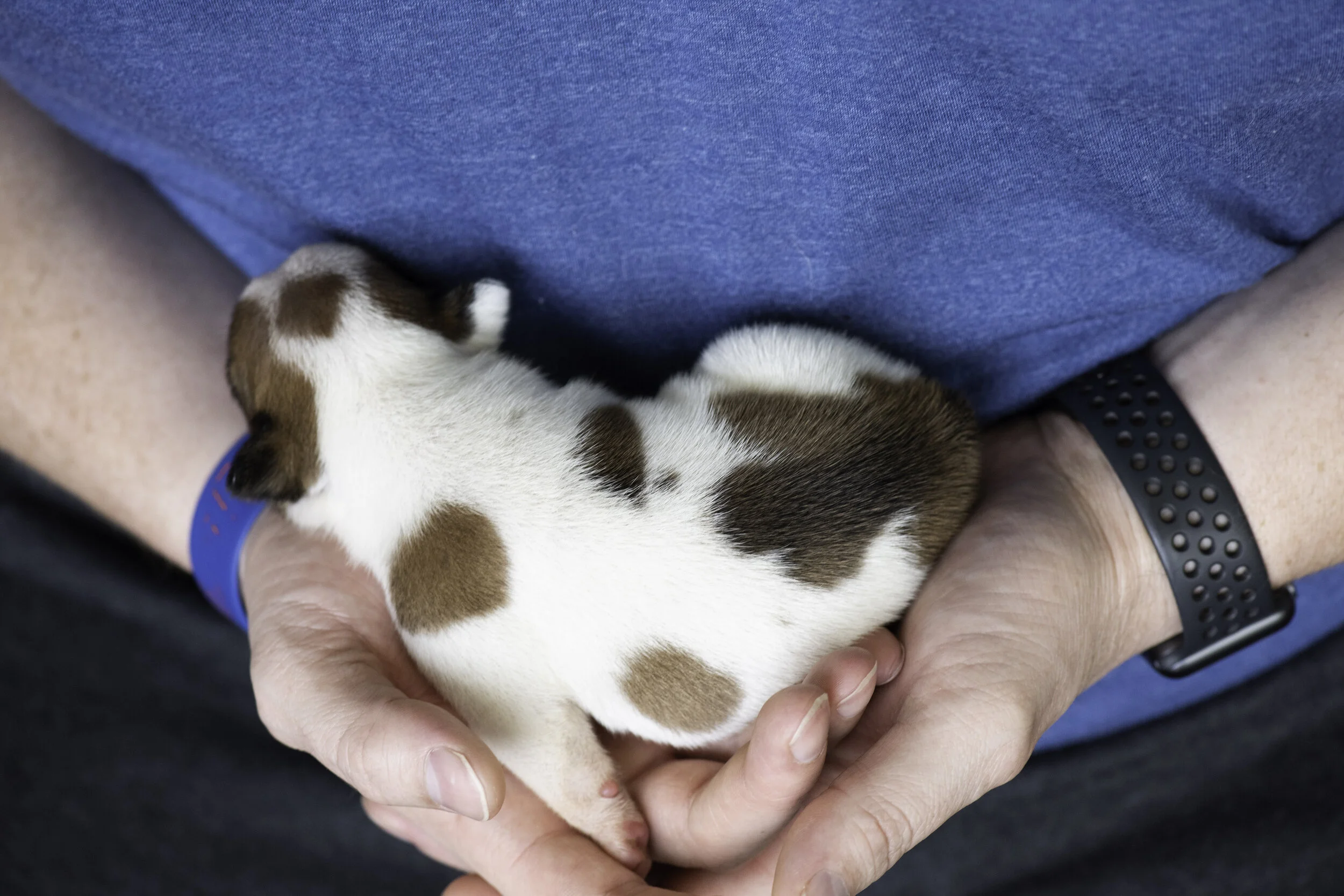 frenchie dec31 2019 web-18.jpg