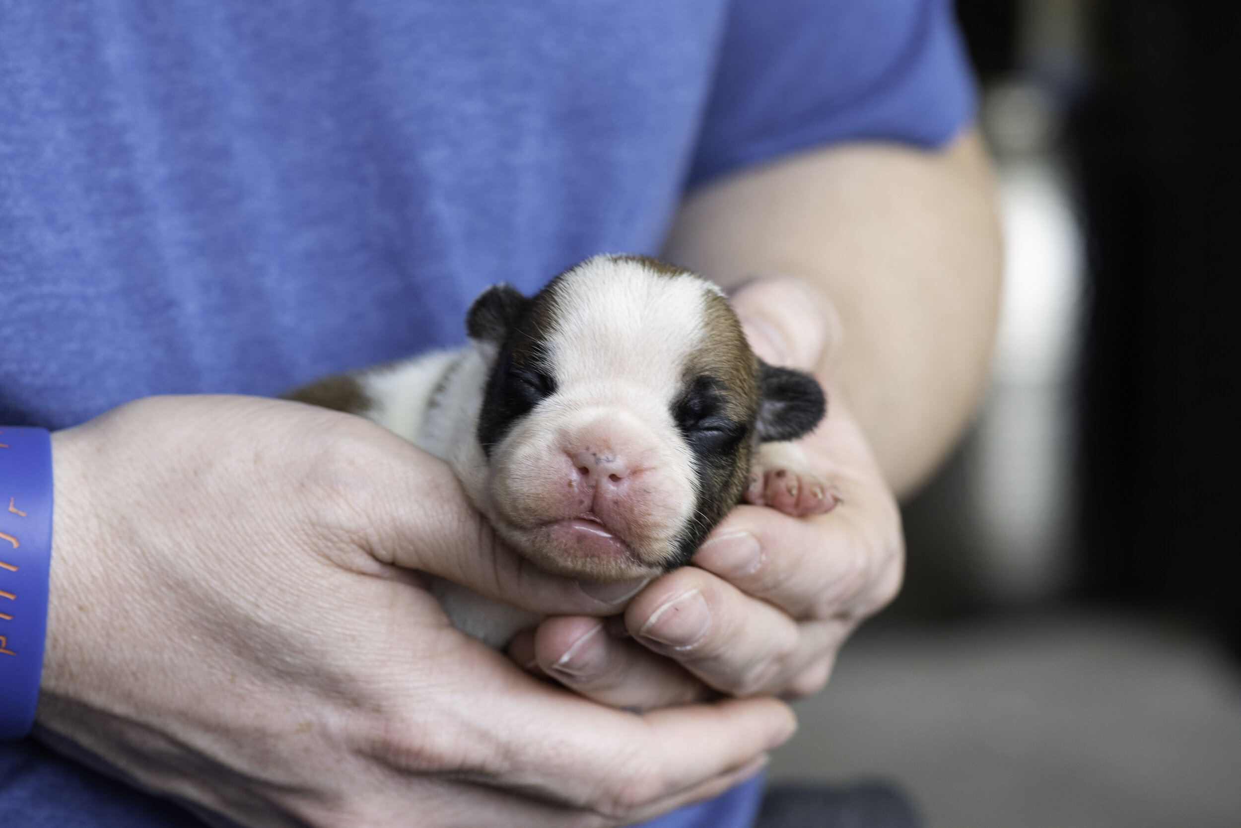 frenchie dec31 2019 web-21.jpg