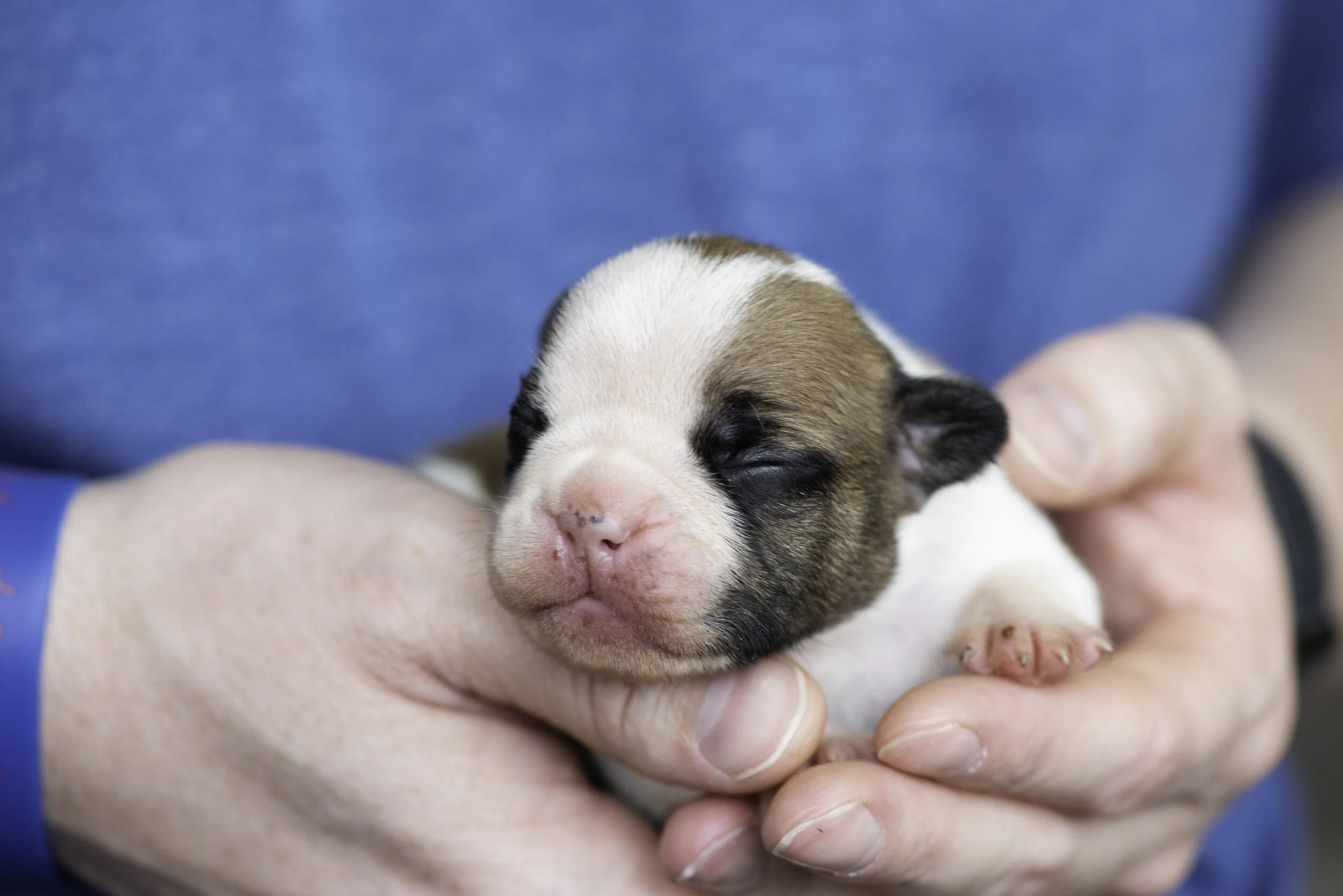 frenchie dec31 2019 web-20.jpg