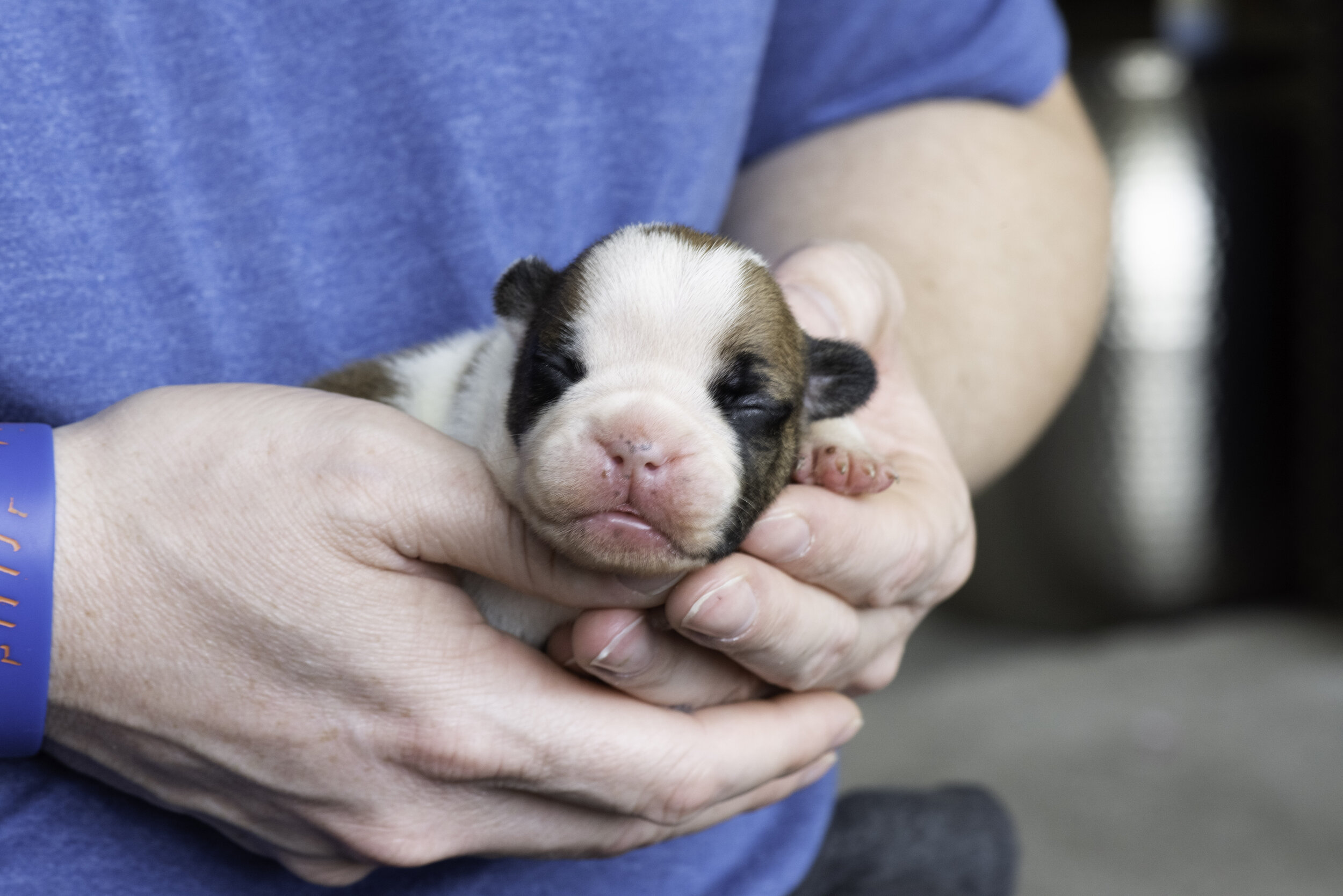 frenchie dec31 2019 web-22.jpg