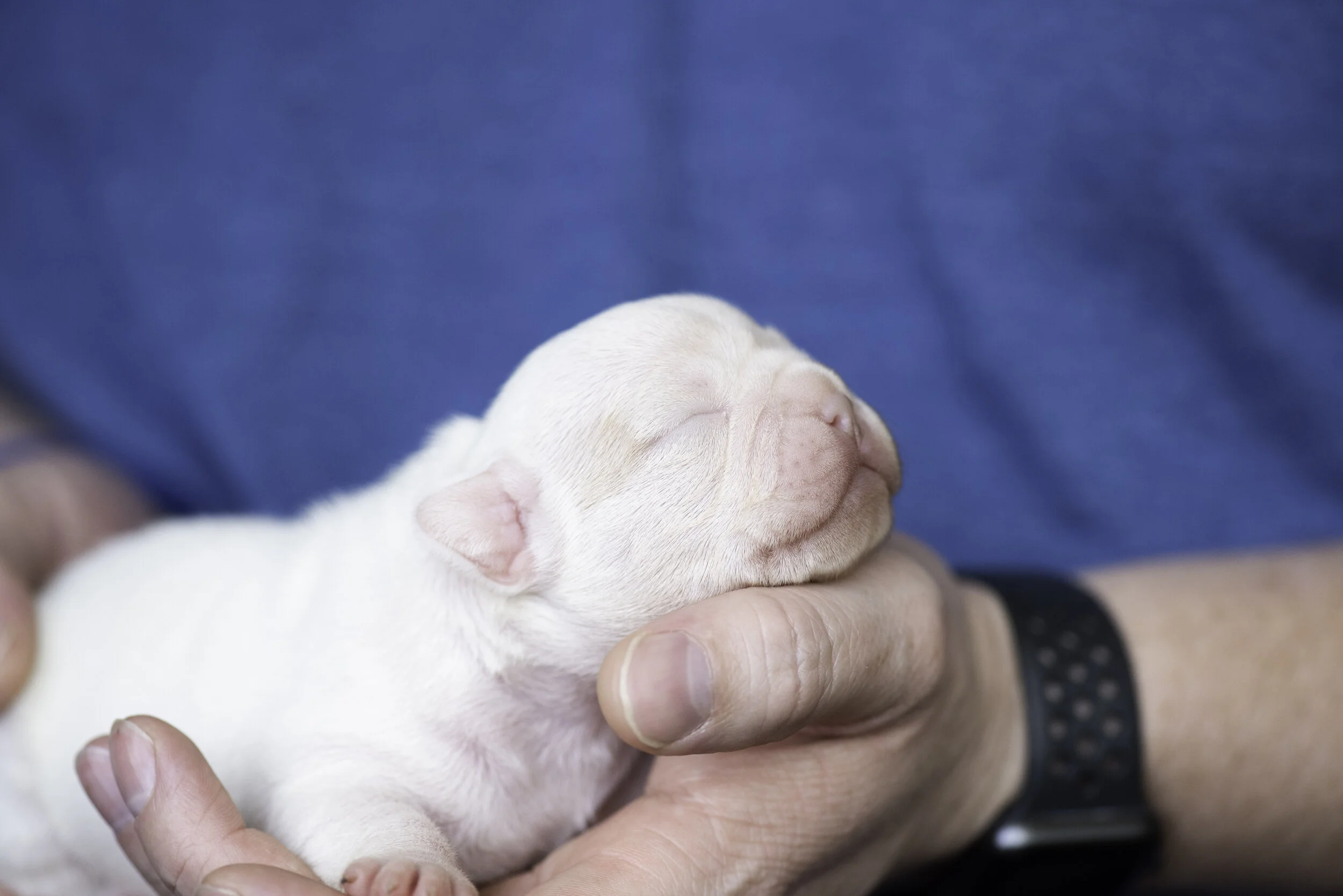 frenchie dec31 2019 web-8.jpg