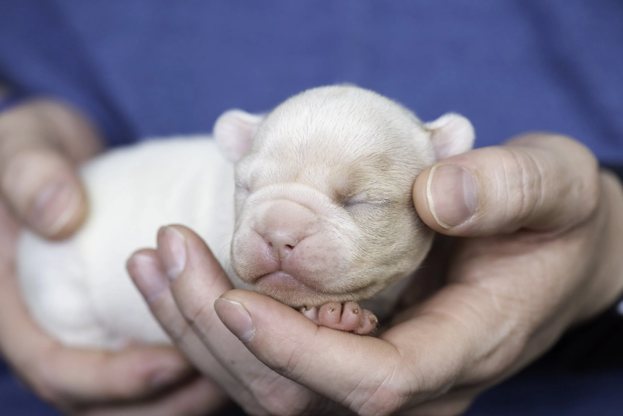 frenchie dec31 2019 web-9.jpg