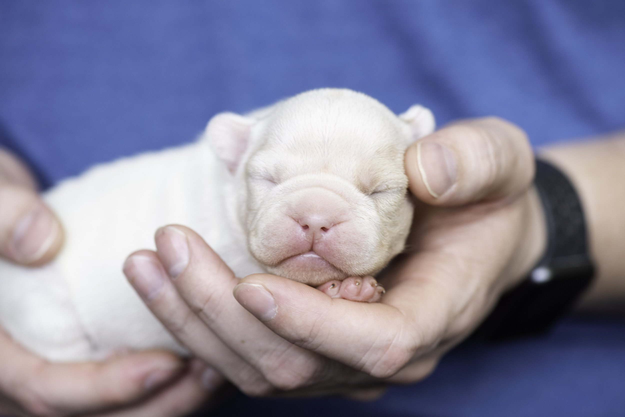 frenchie dec31 2019 web-10.jpg