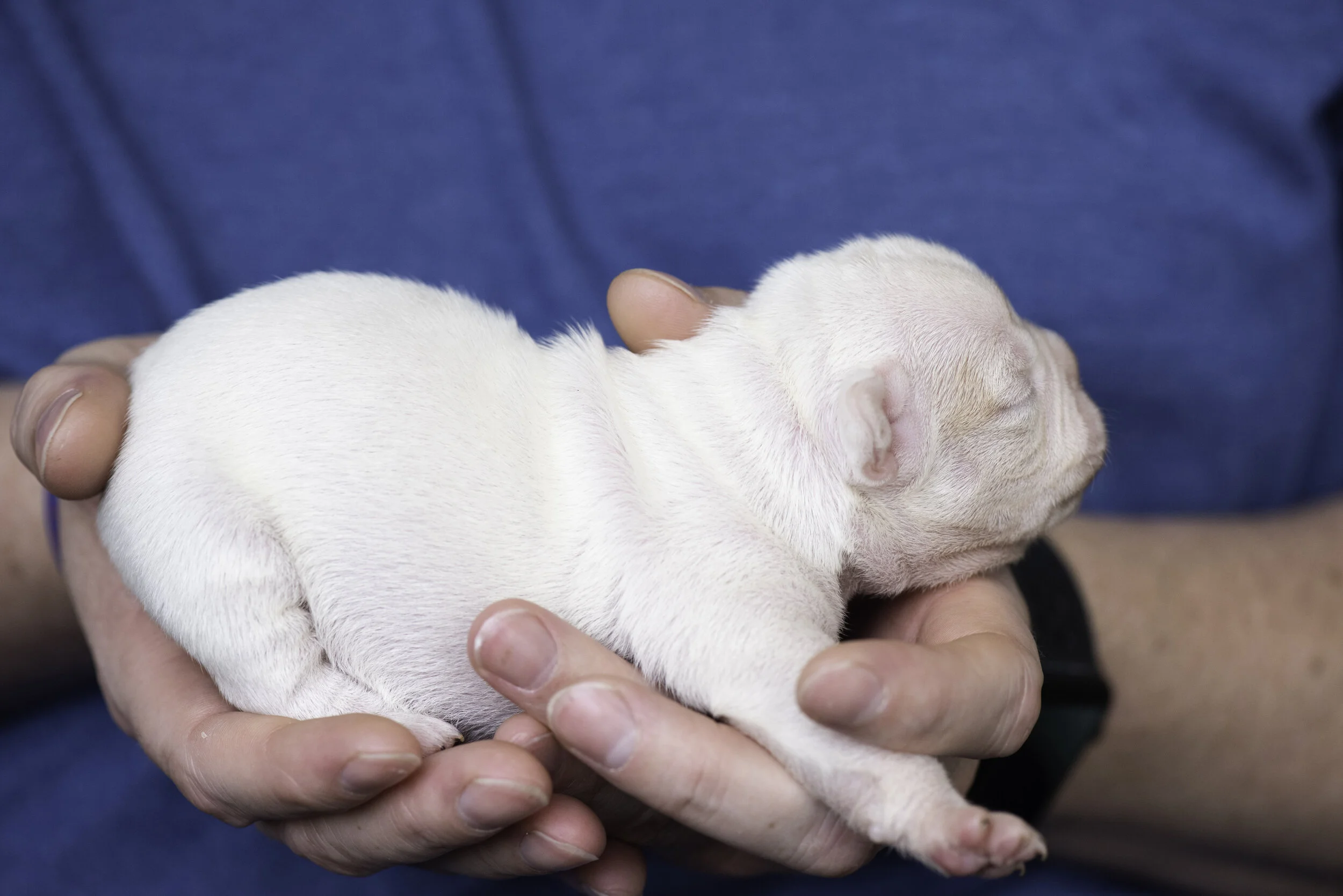 frenchie dec31 2019 web-11.jpg