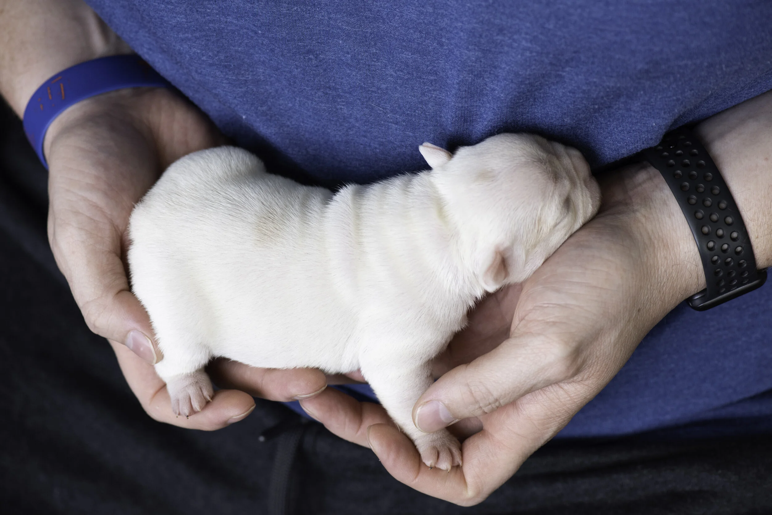 frenchie dec31 2019 web-12.jpg