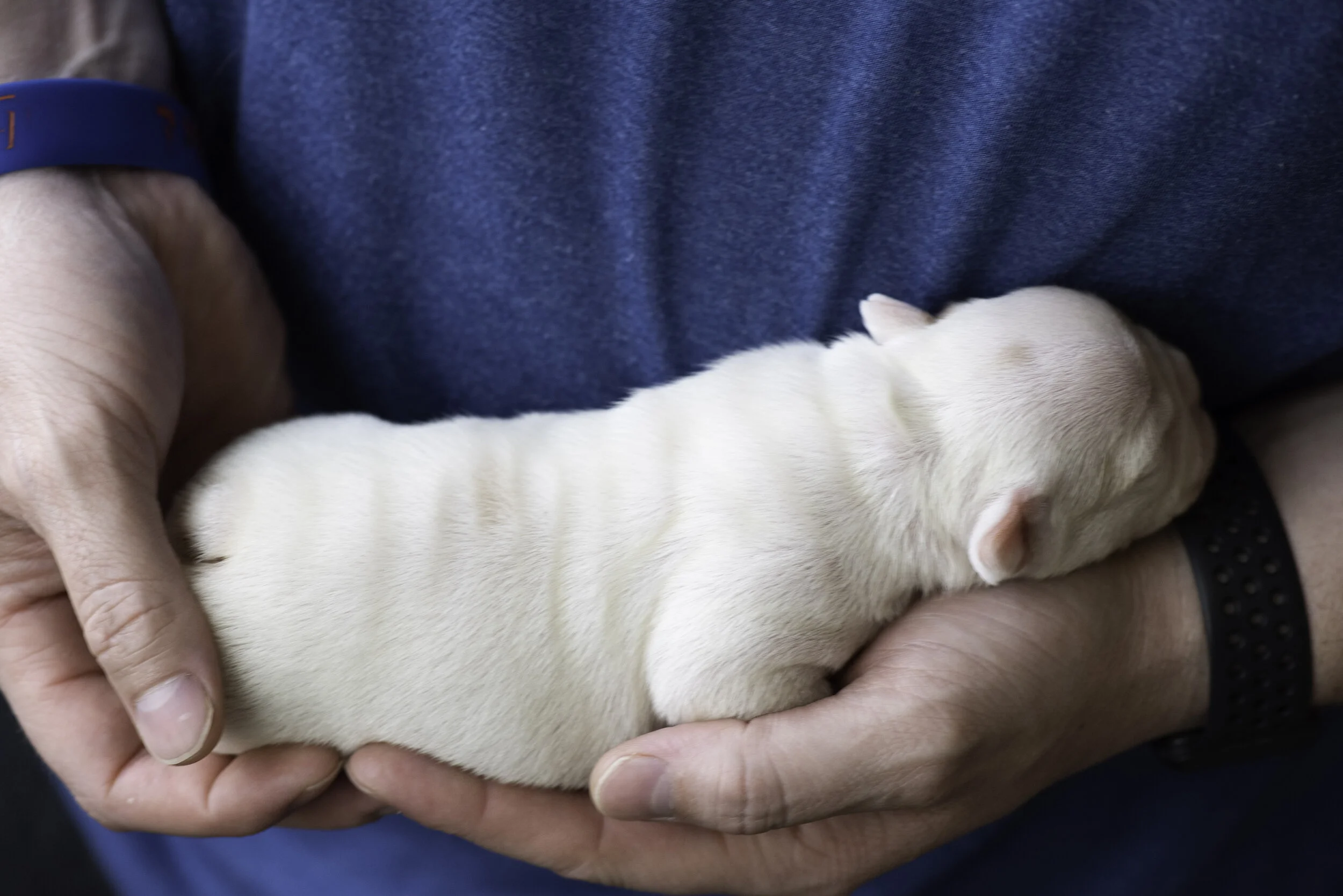 frenchie dec31 2019 web-13.jpg