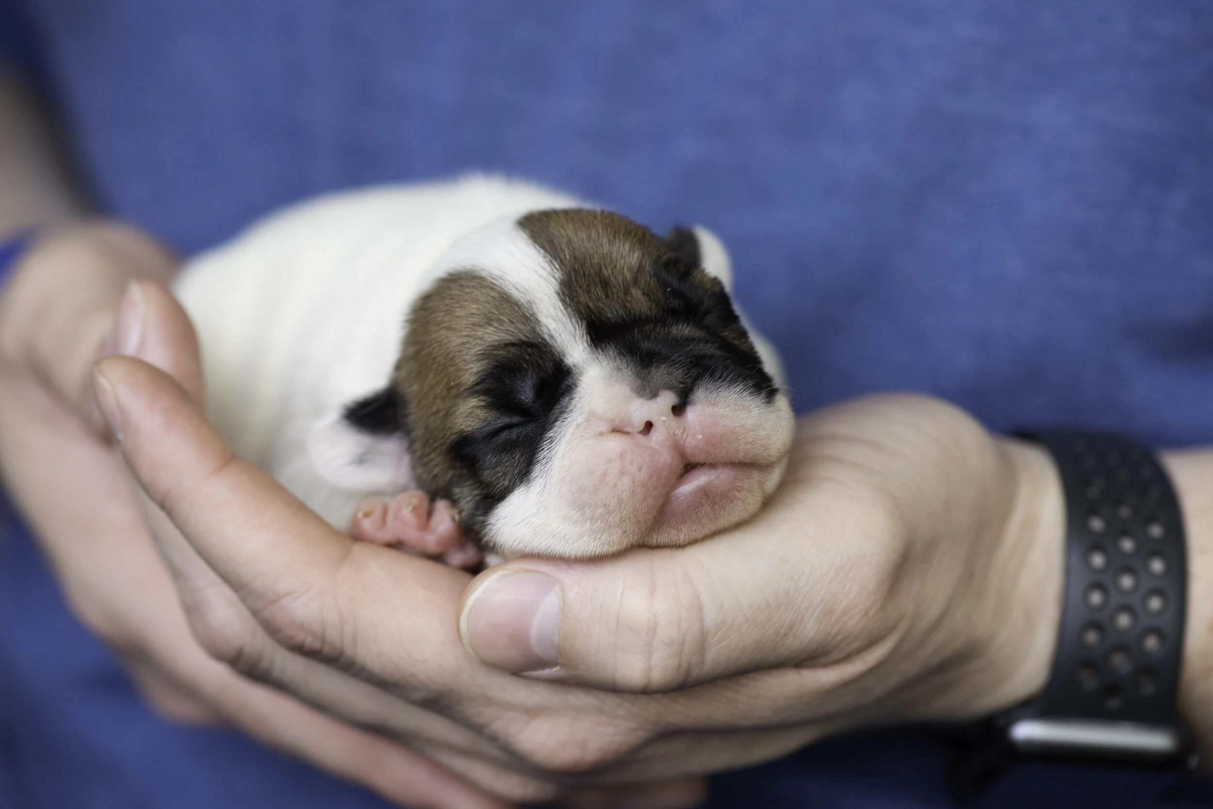 frenchie dec31 2019 web-3.jpg