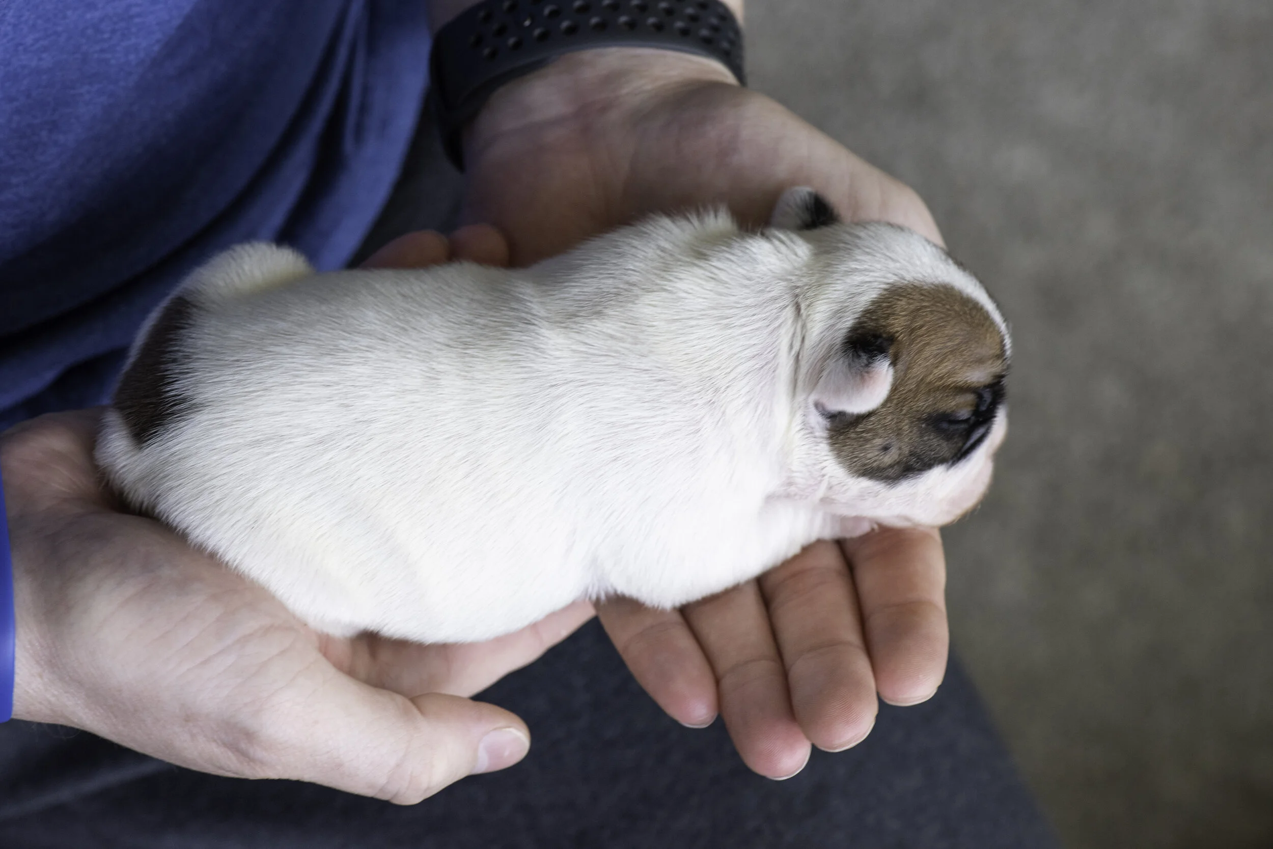 frenchie dec31 2019 web-7.jpg