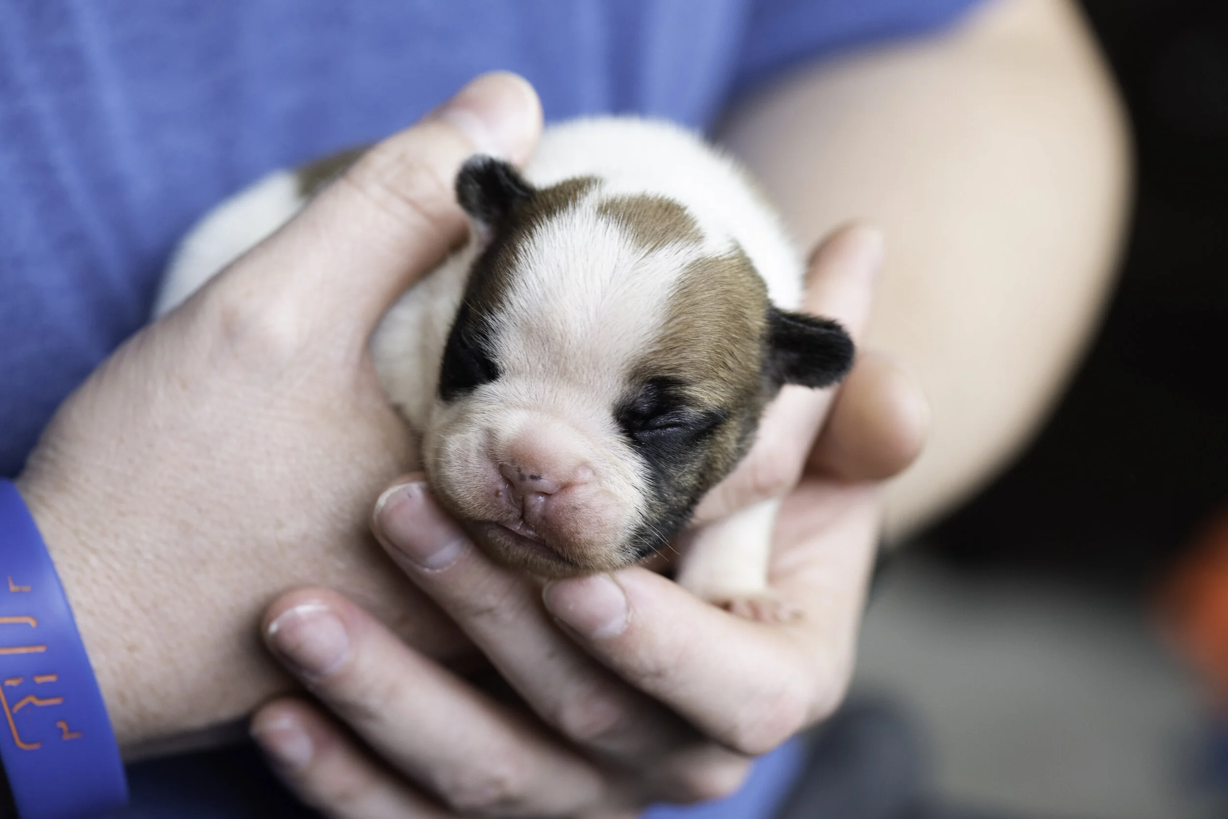 frenchie dec31 2019 web-14.jpg