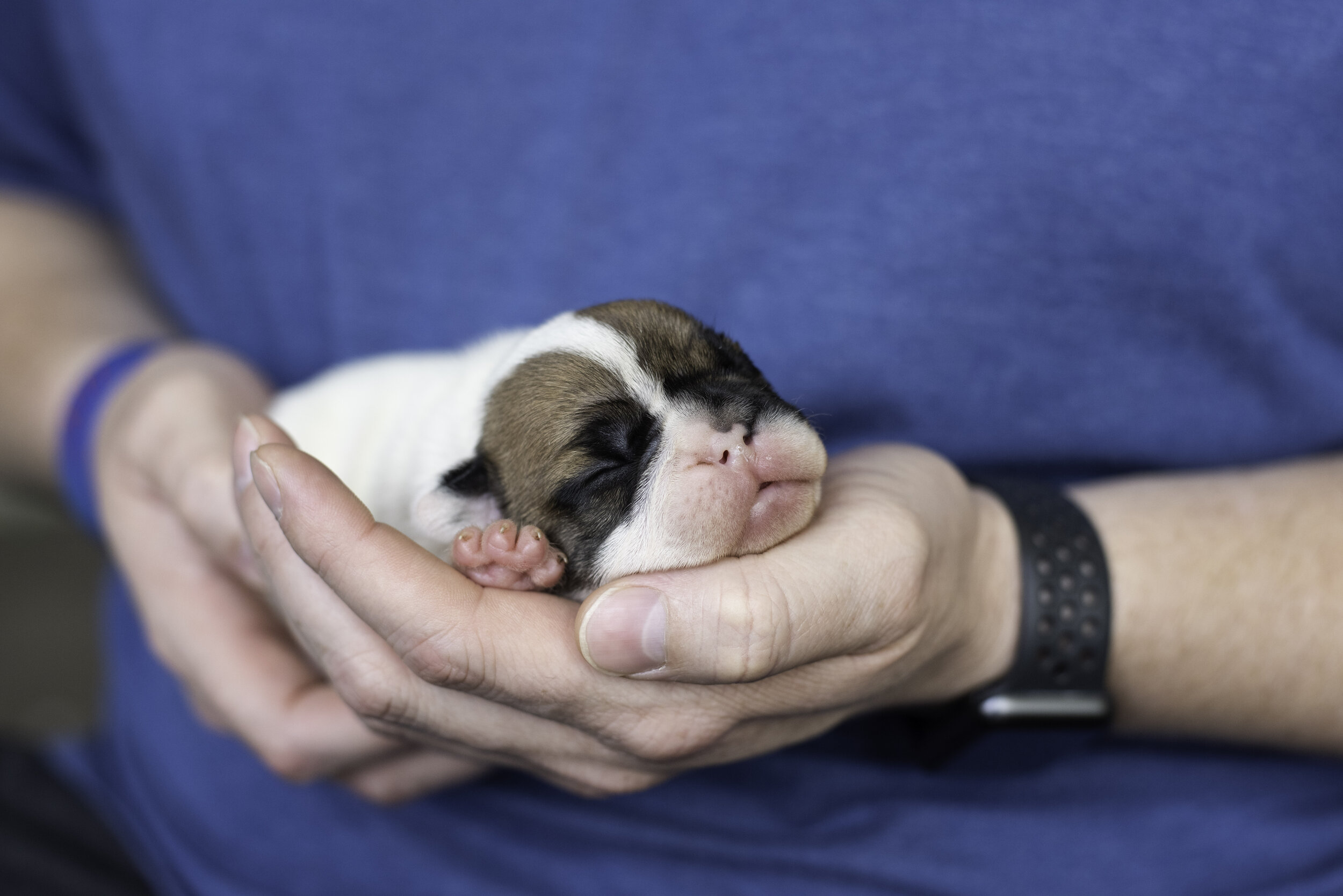 frenchie dec31 2019 web-2.jpg