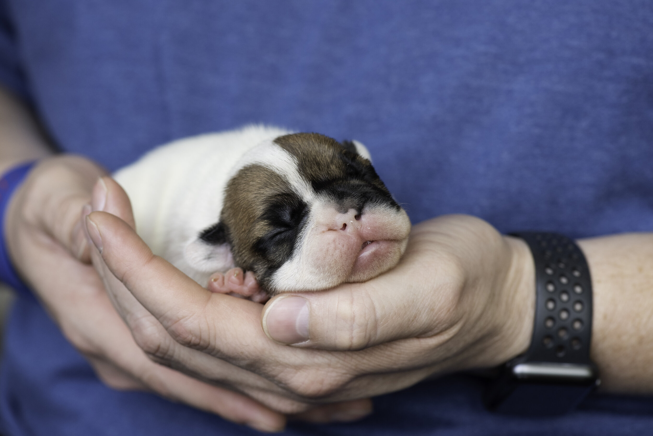 frenchie dec31 2019 web-4.jpg