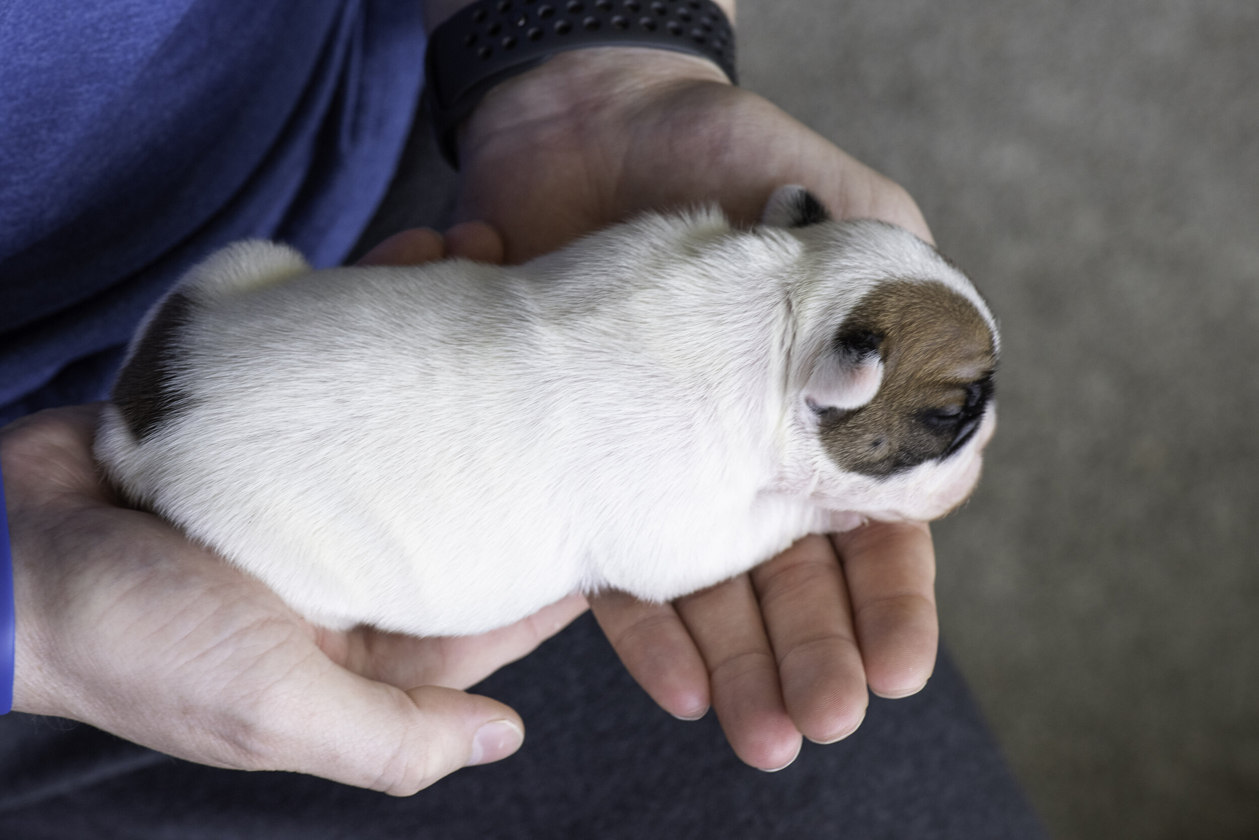 frenchie dec31 2019 web-7.jpg