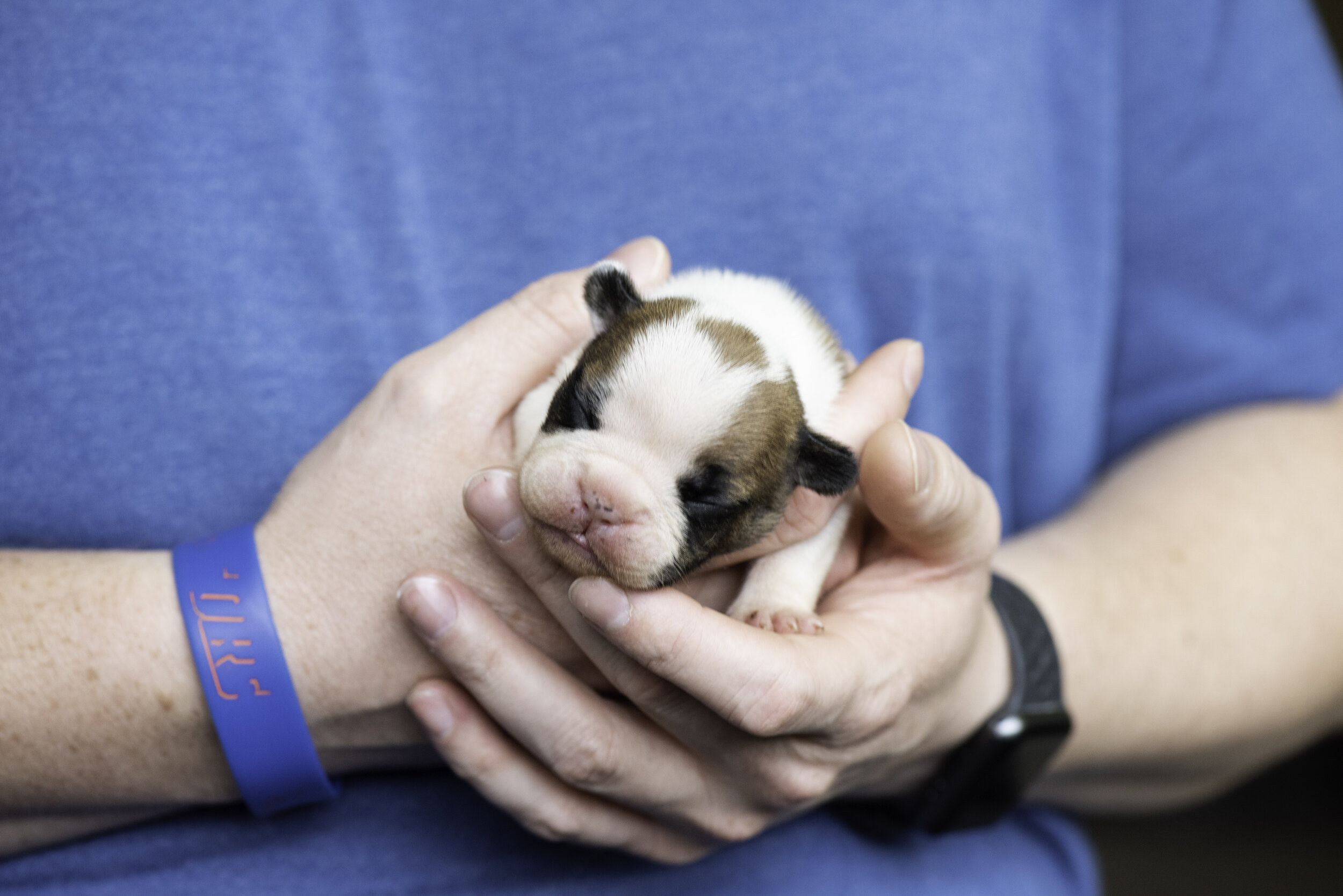 frenchie dec31 2019 web-16.jpg