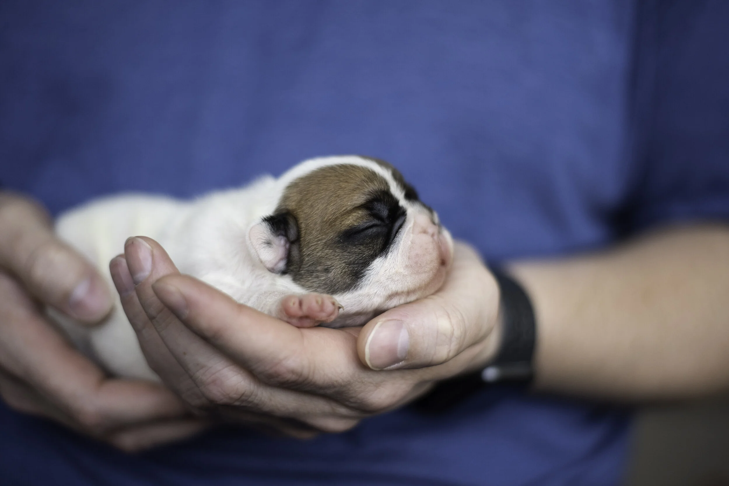 frenchie dec31 2019 web.jpg