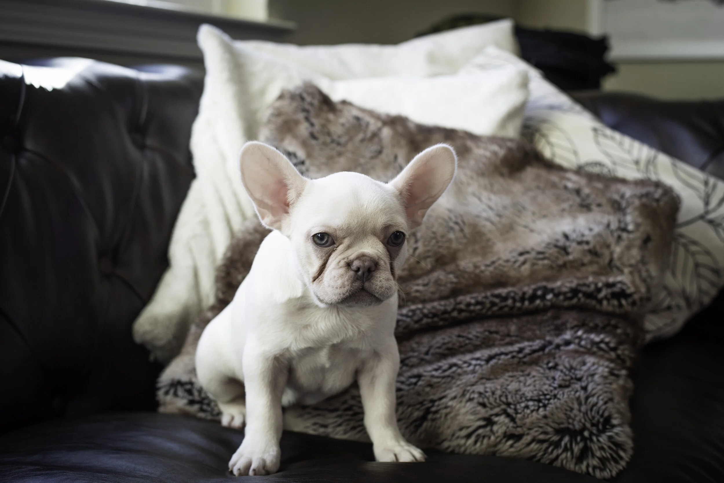 frenchie jan 10 2020 WEB-4.jpg