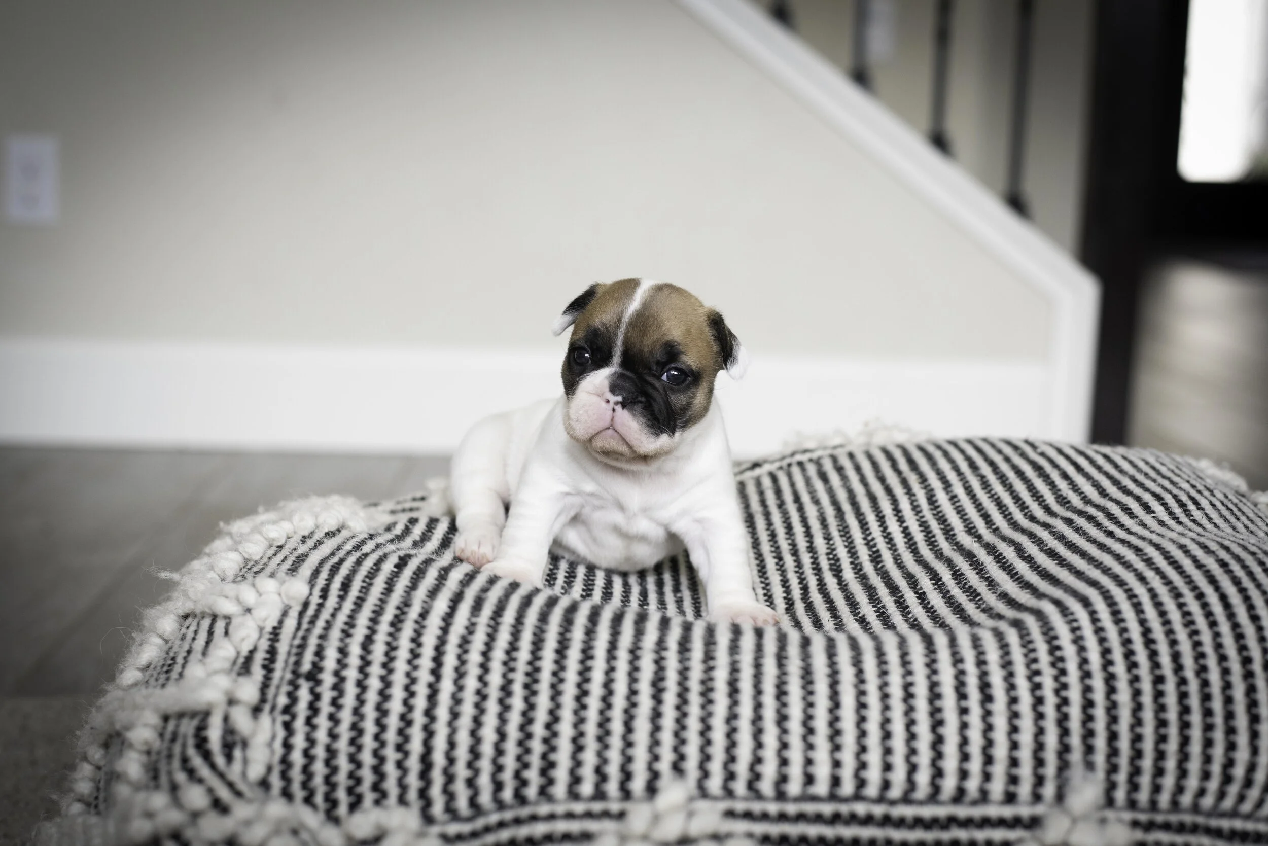 frenchie jan 17 2020 web-2.jpg