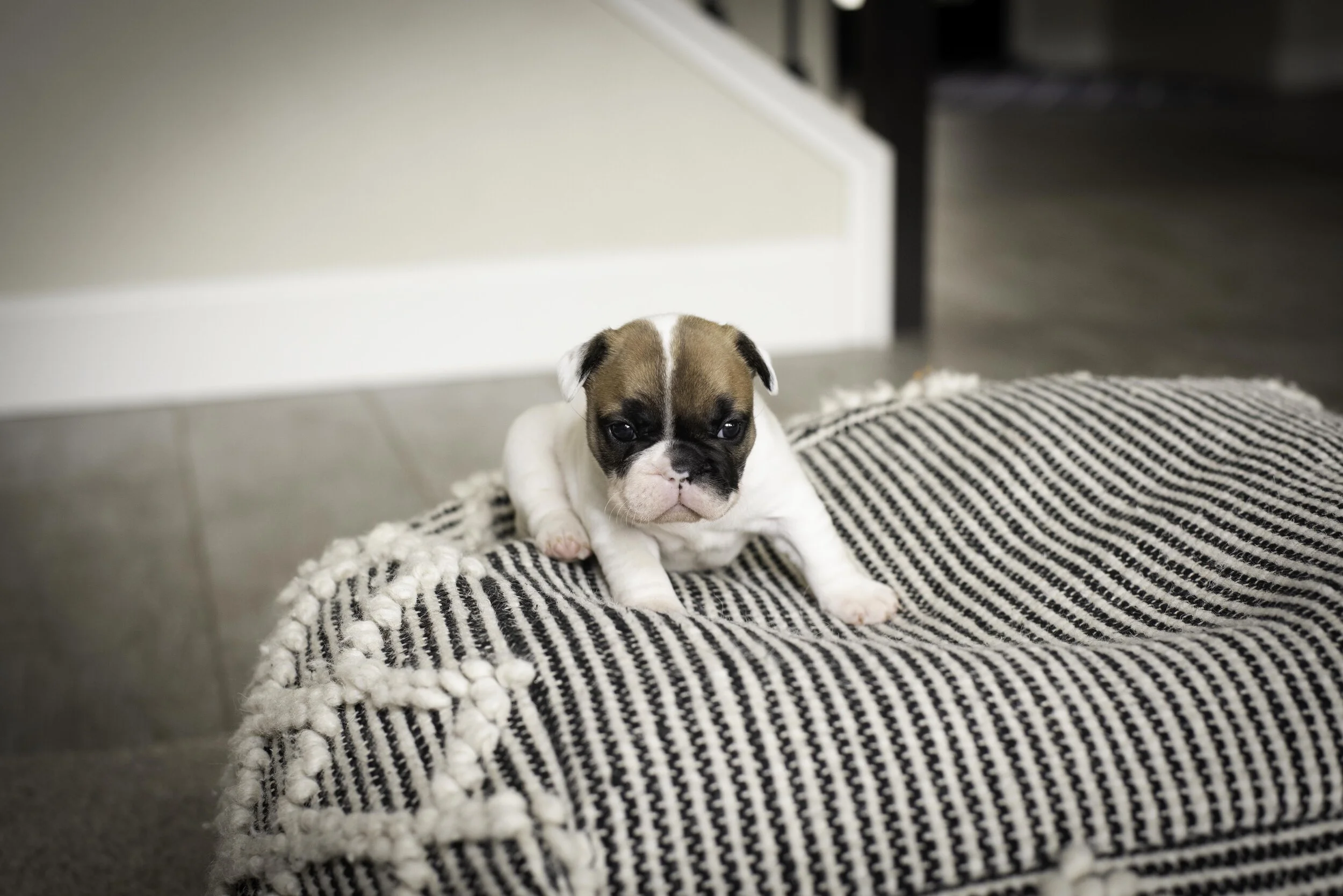 frenchie jan 17 2020 web-3.jpg