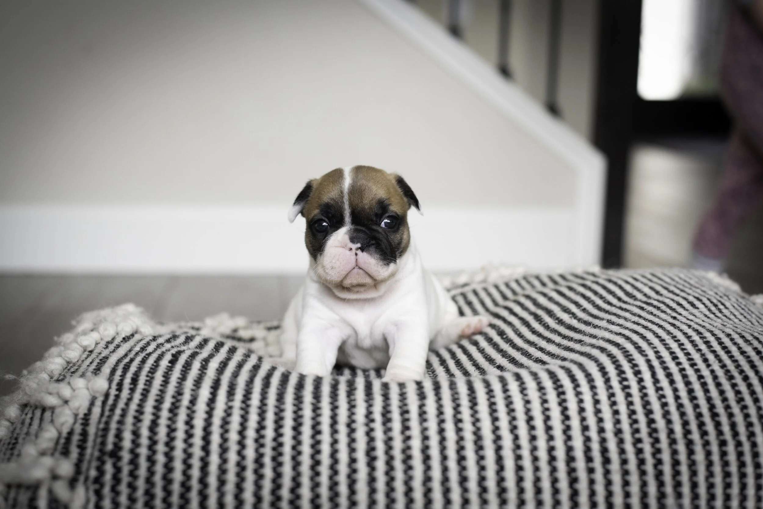 frenchie jan 17 2020 web-4.jpg