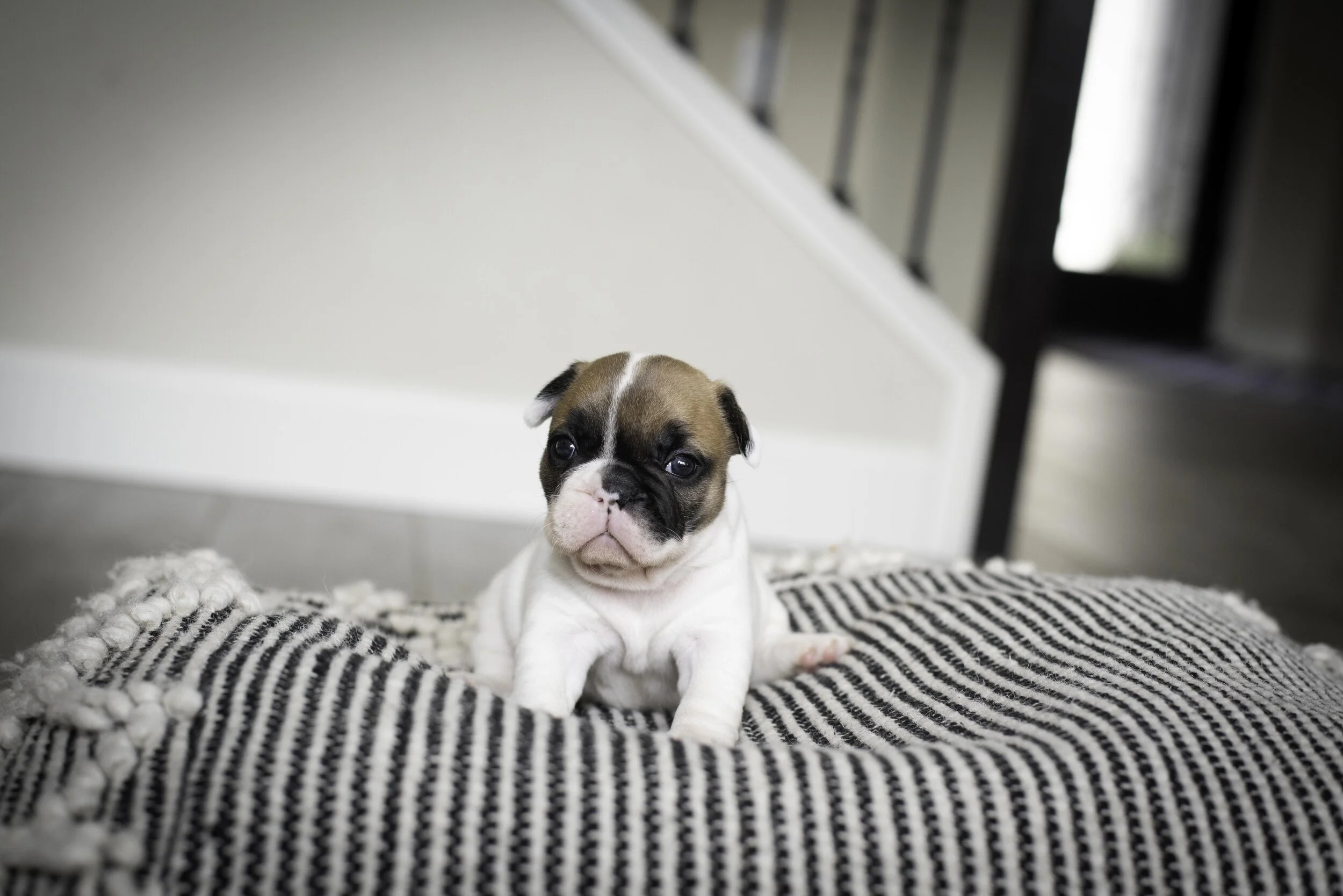 frenchie jan 17 2020 web-5.jpg