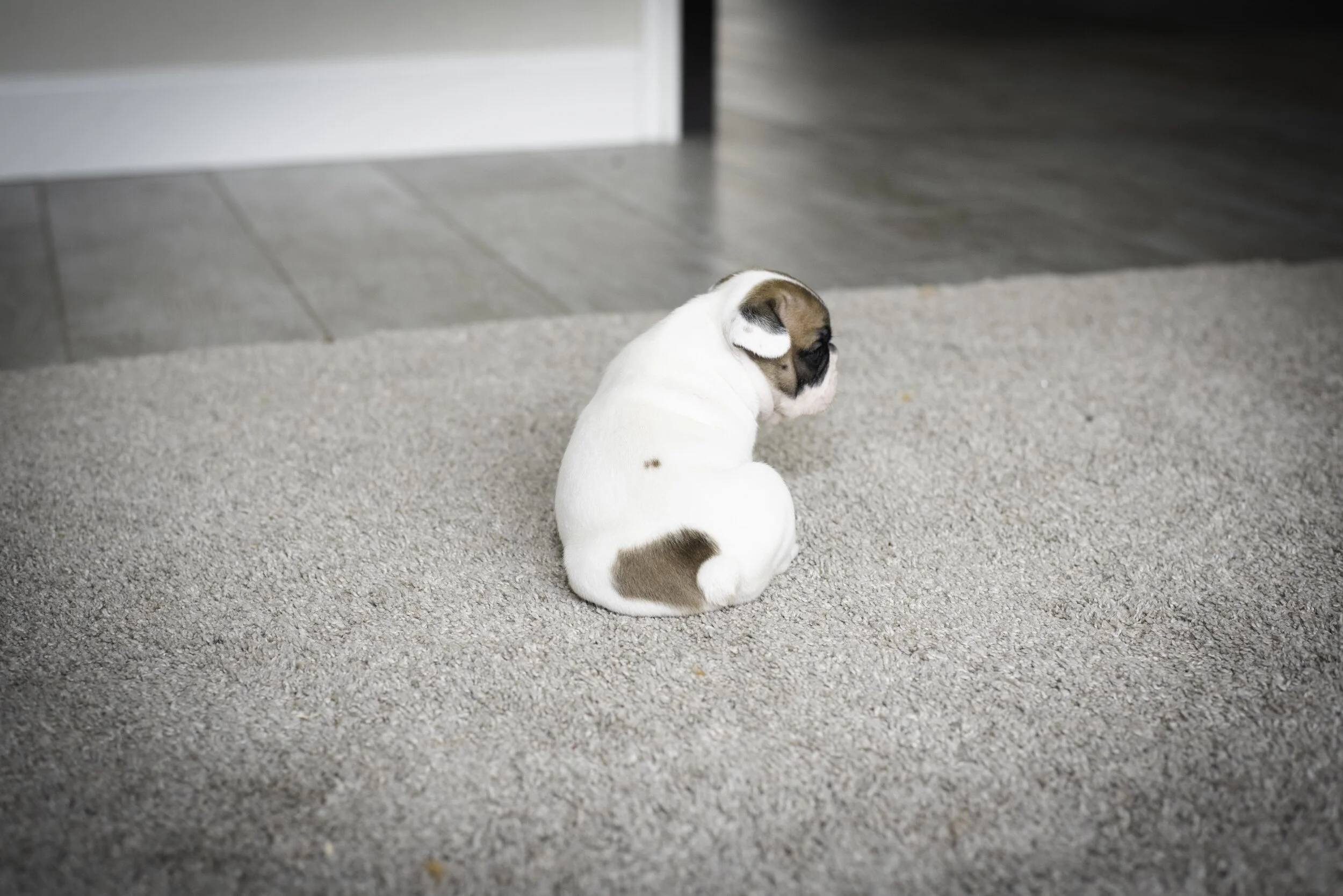 frenchie jan 17 2020 web-8.jpg