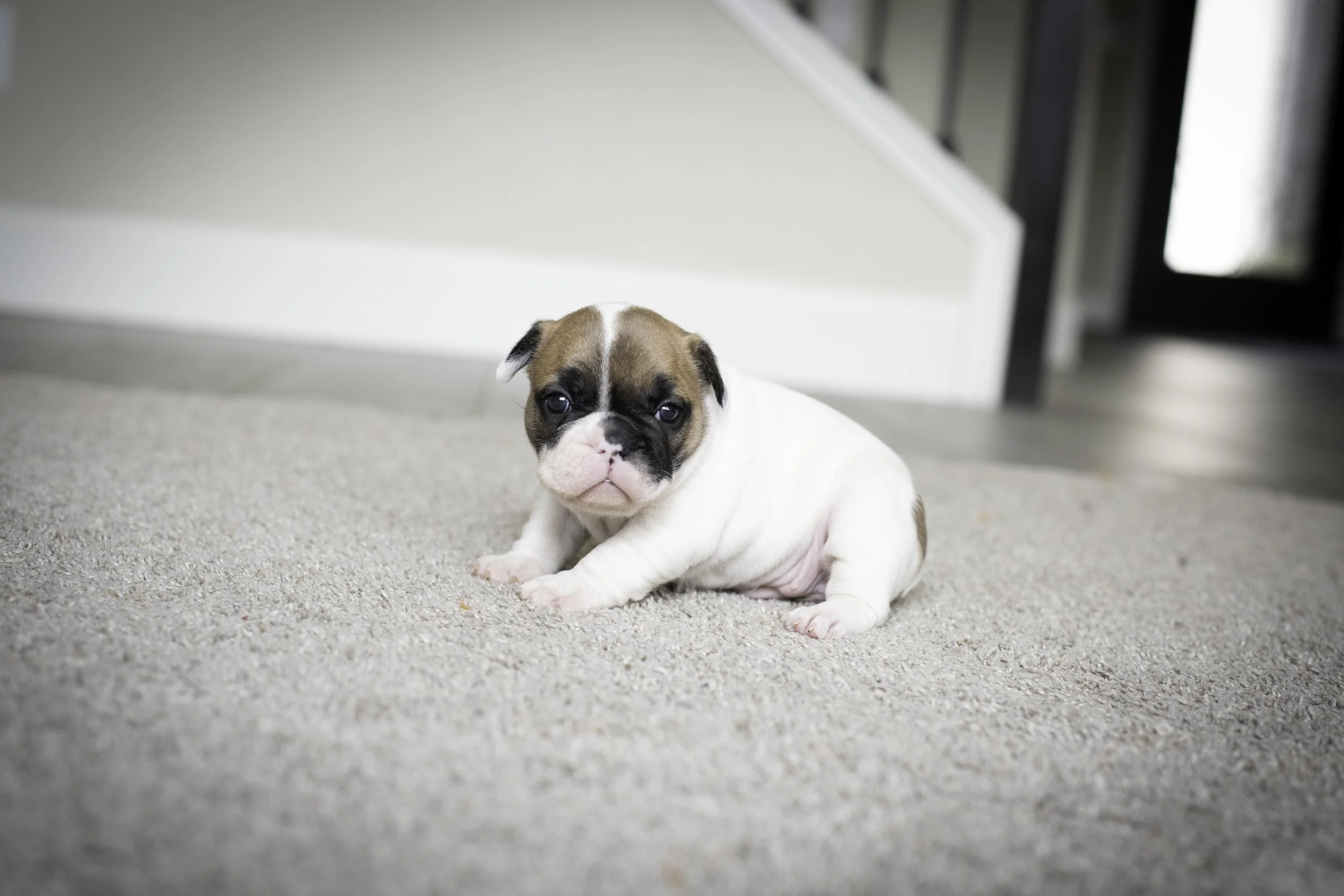 frenchie jan 17 2020 web-11.jpg