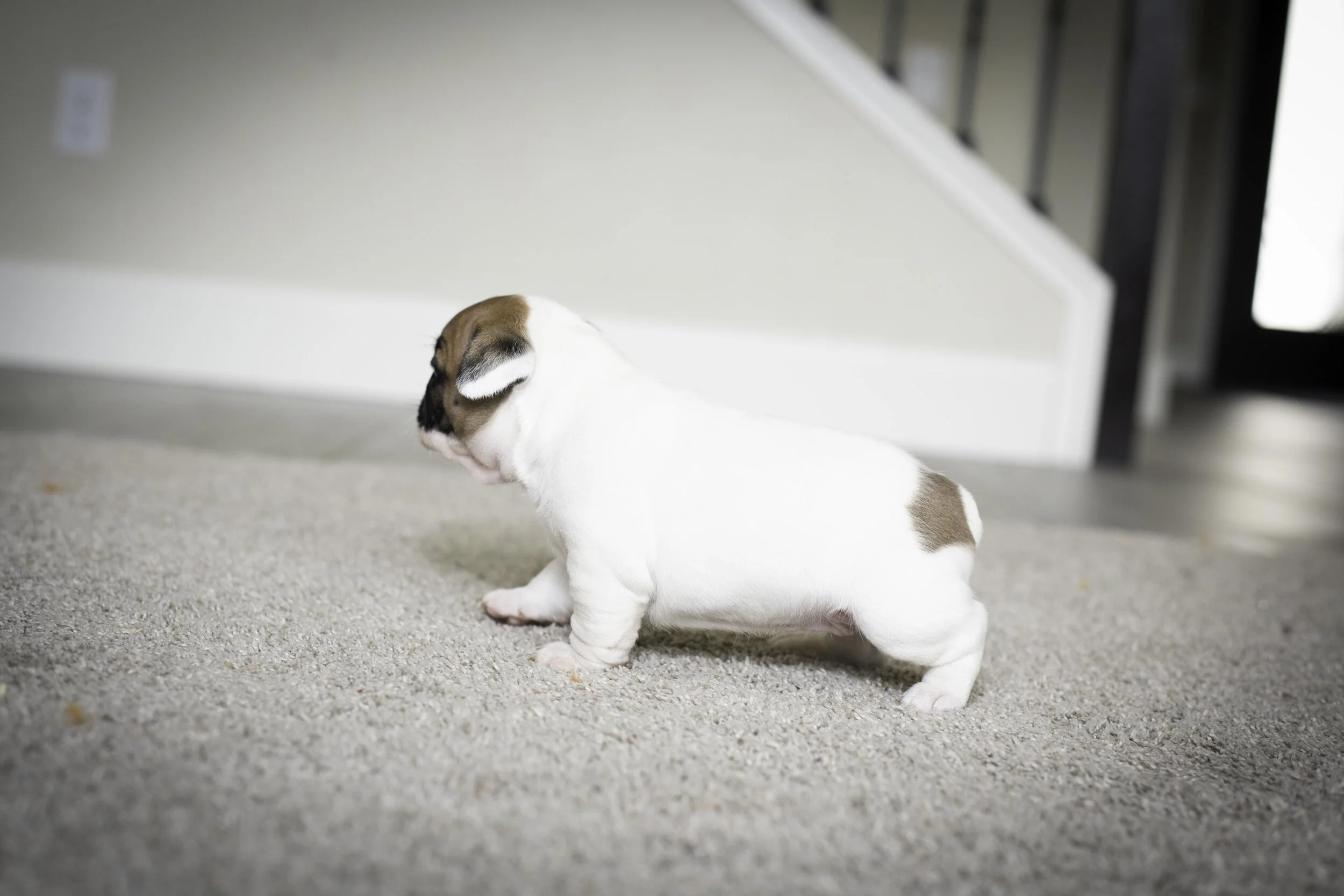 frenchie jan 17 2020 web-13.jpg