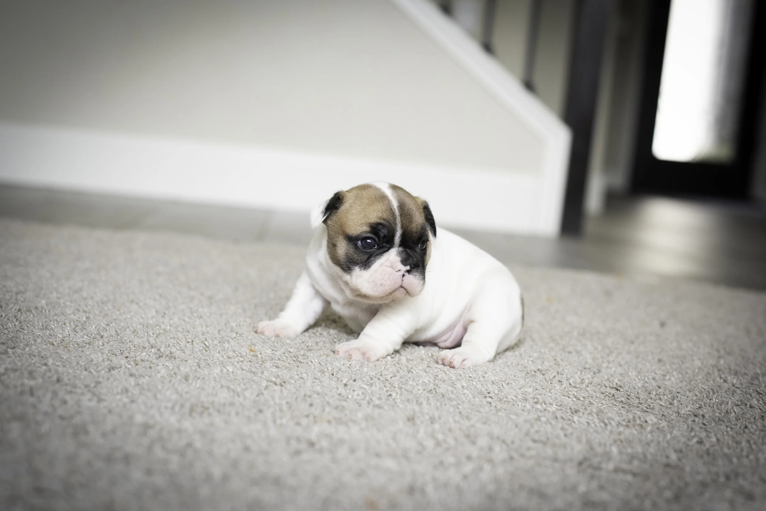 frenchie jan 17 2020 web-12.jpg