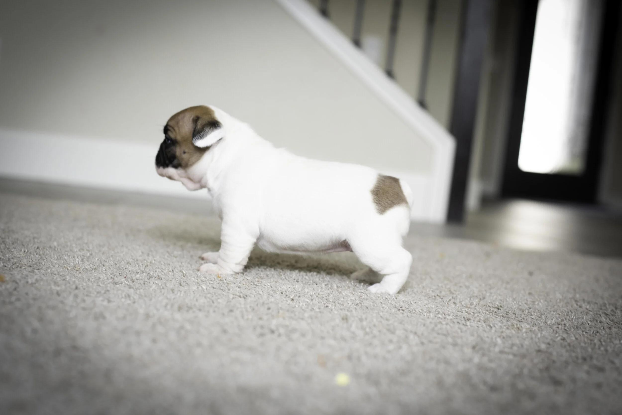 frenchie jan 17 2020 web-14.jpg