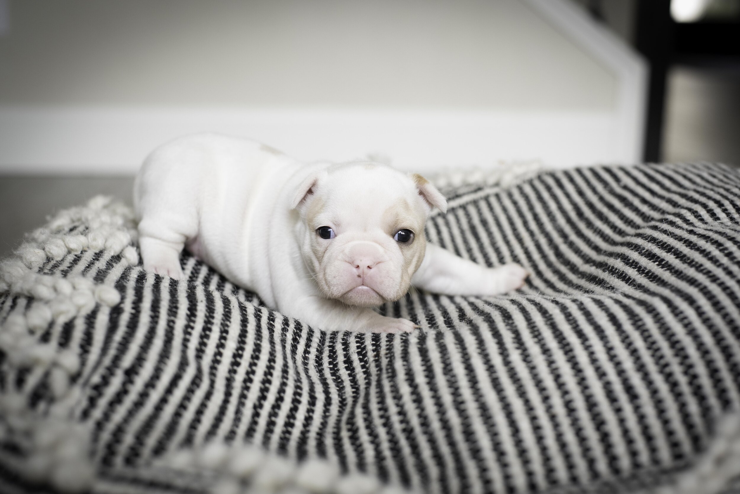 frenchie jan 17 2020 web-16.jpg