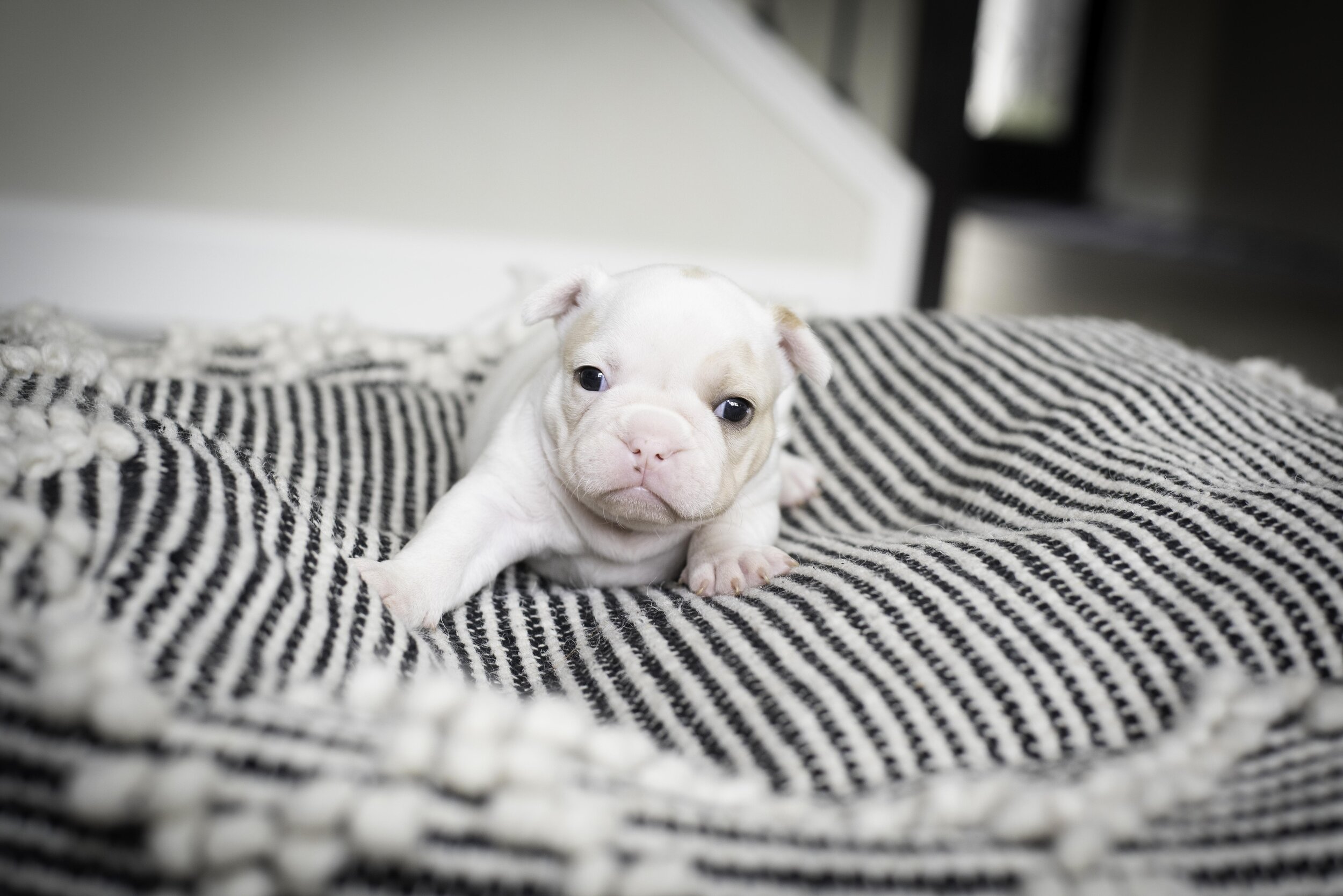 frenchie jan 17 2020 web-17.jpg