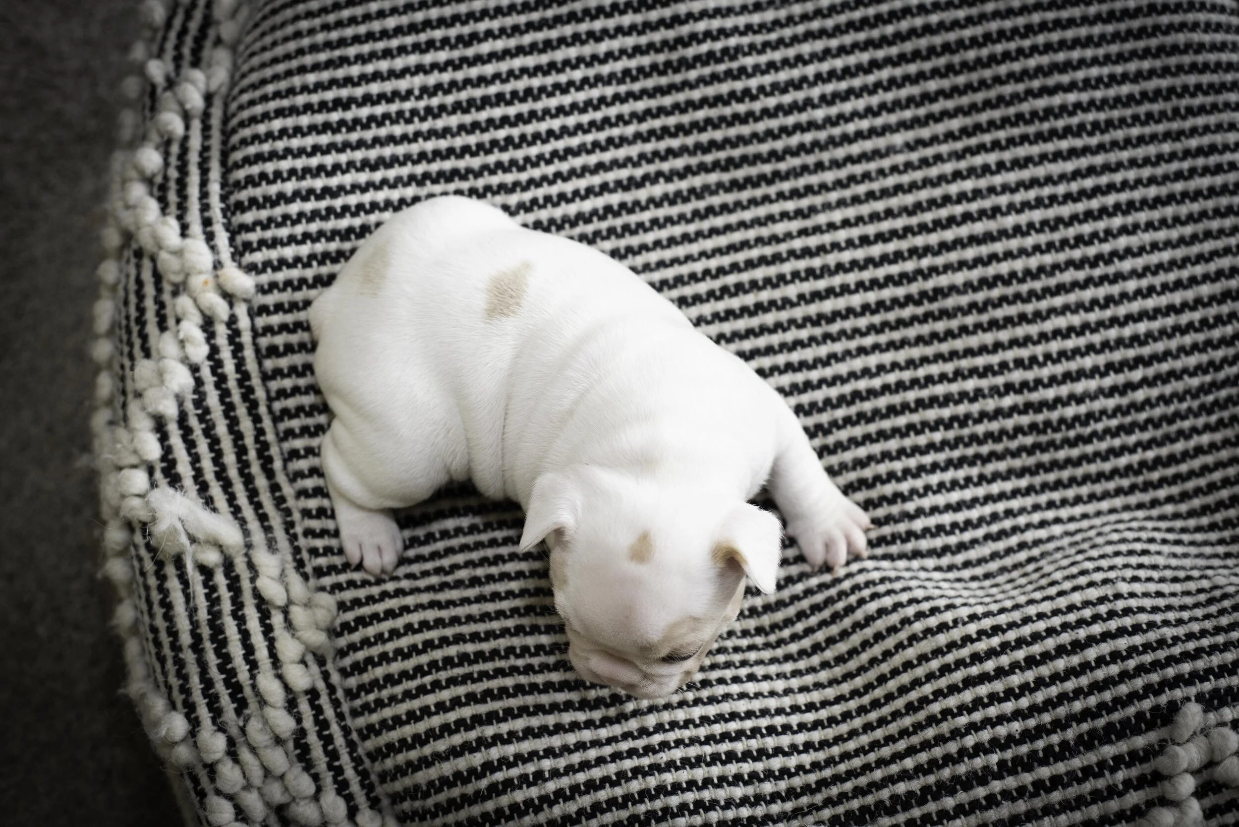 frenchie jan 17 2020 web-18.jpg