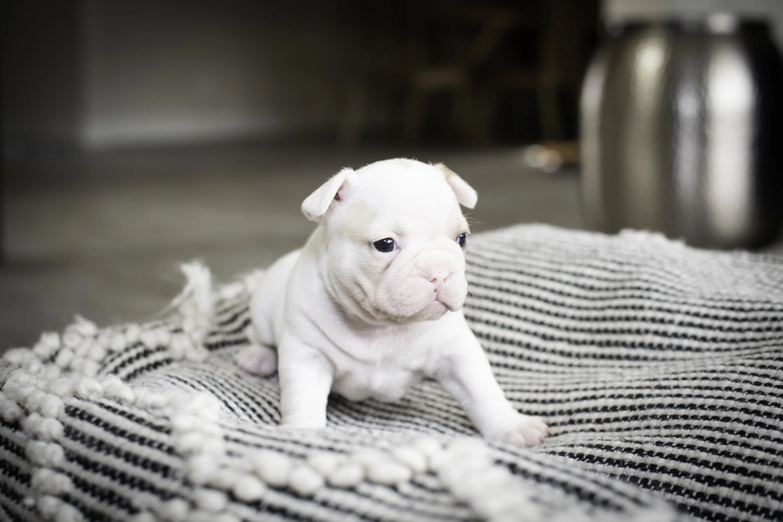 frenchie jan 17 2020 web-20.jpg