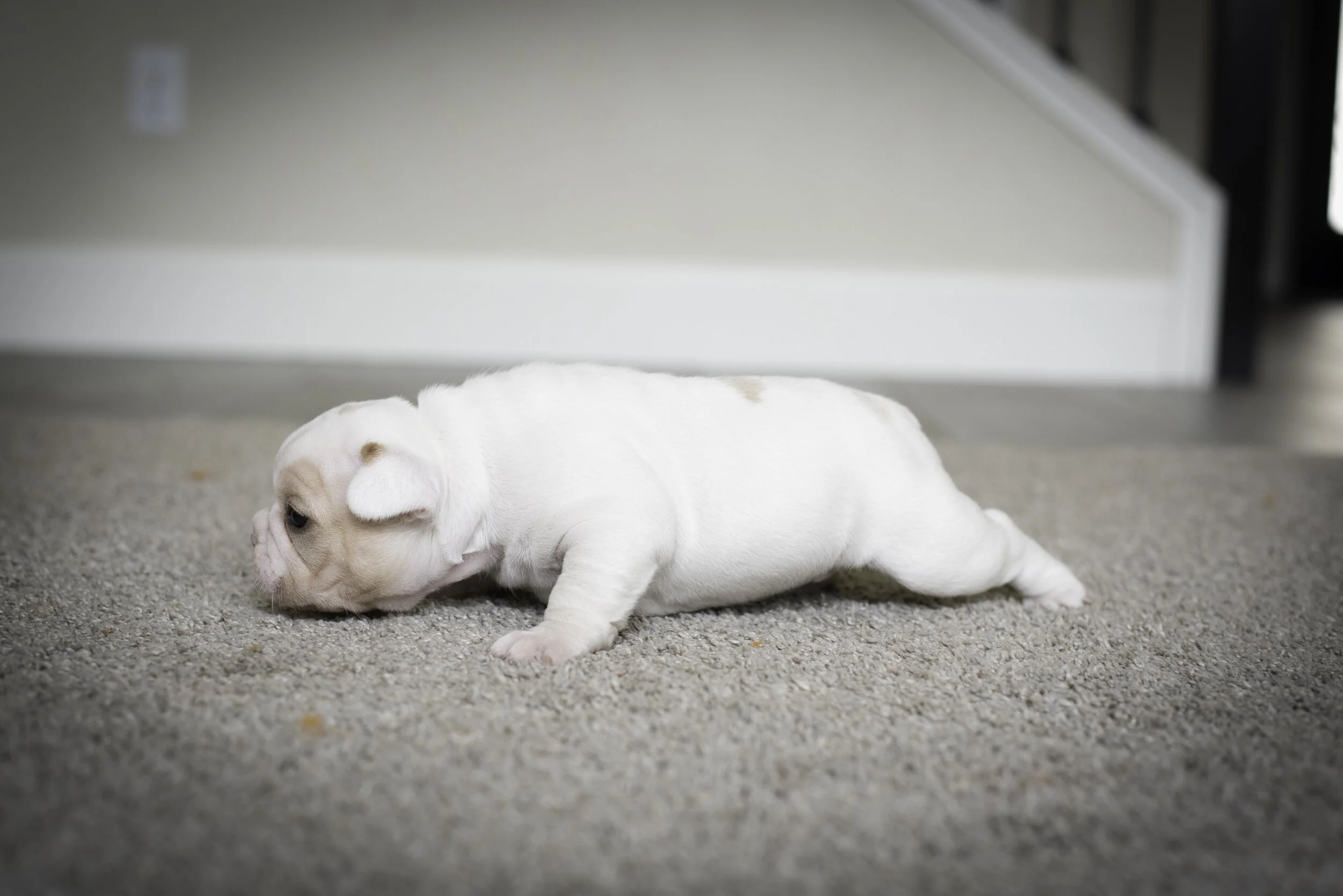 frenchie jan 17 2020 web-21.jpg