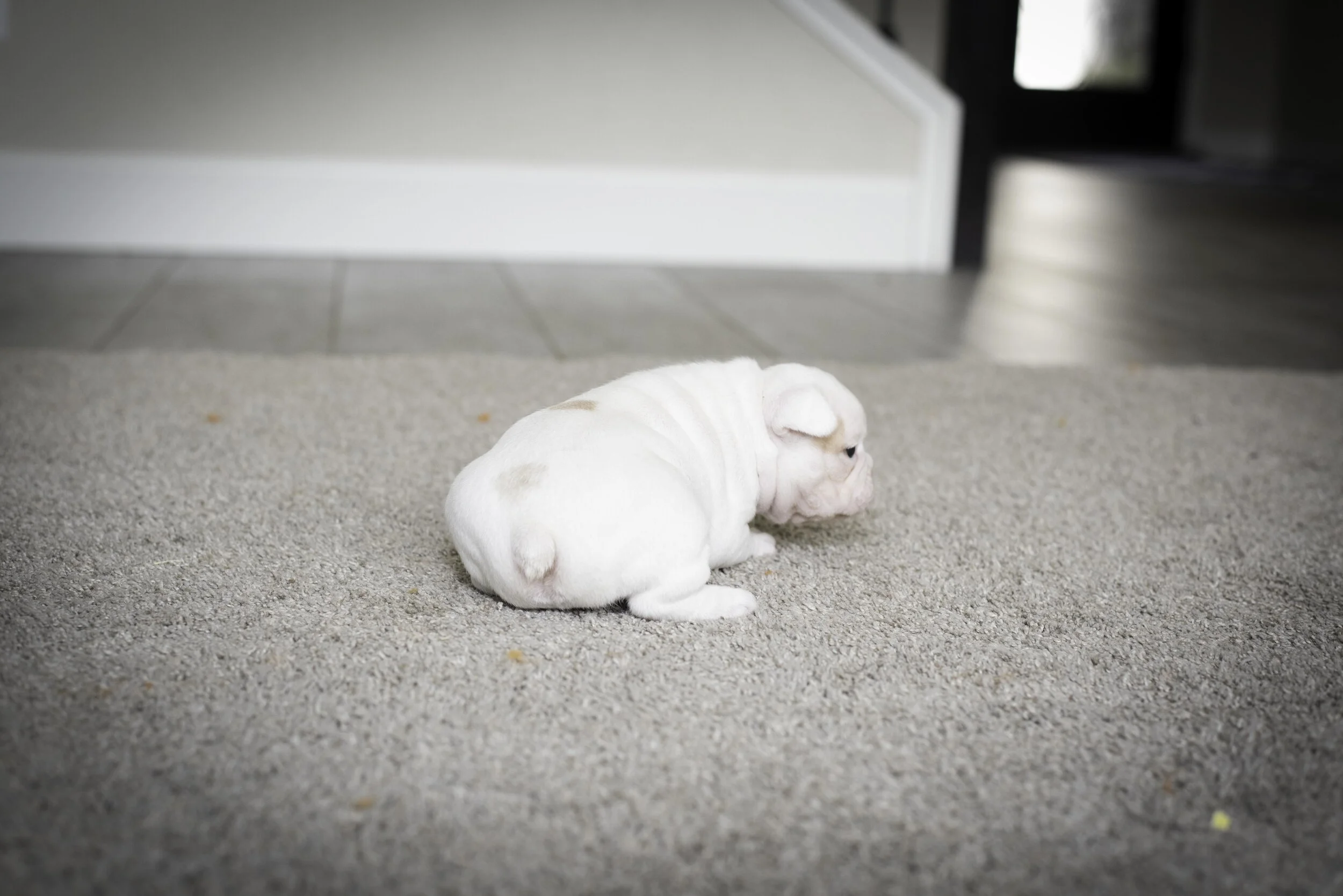 frenchie jan 17 2020 web-23.jpg