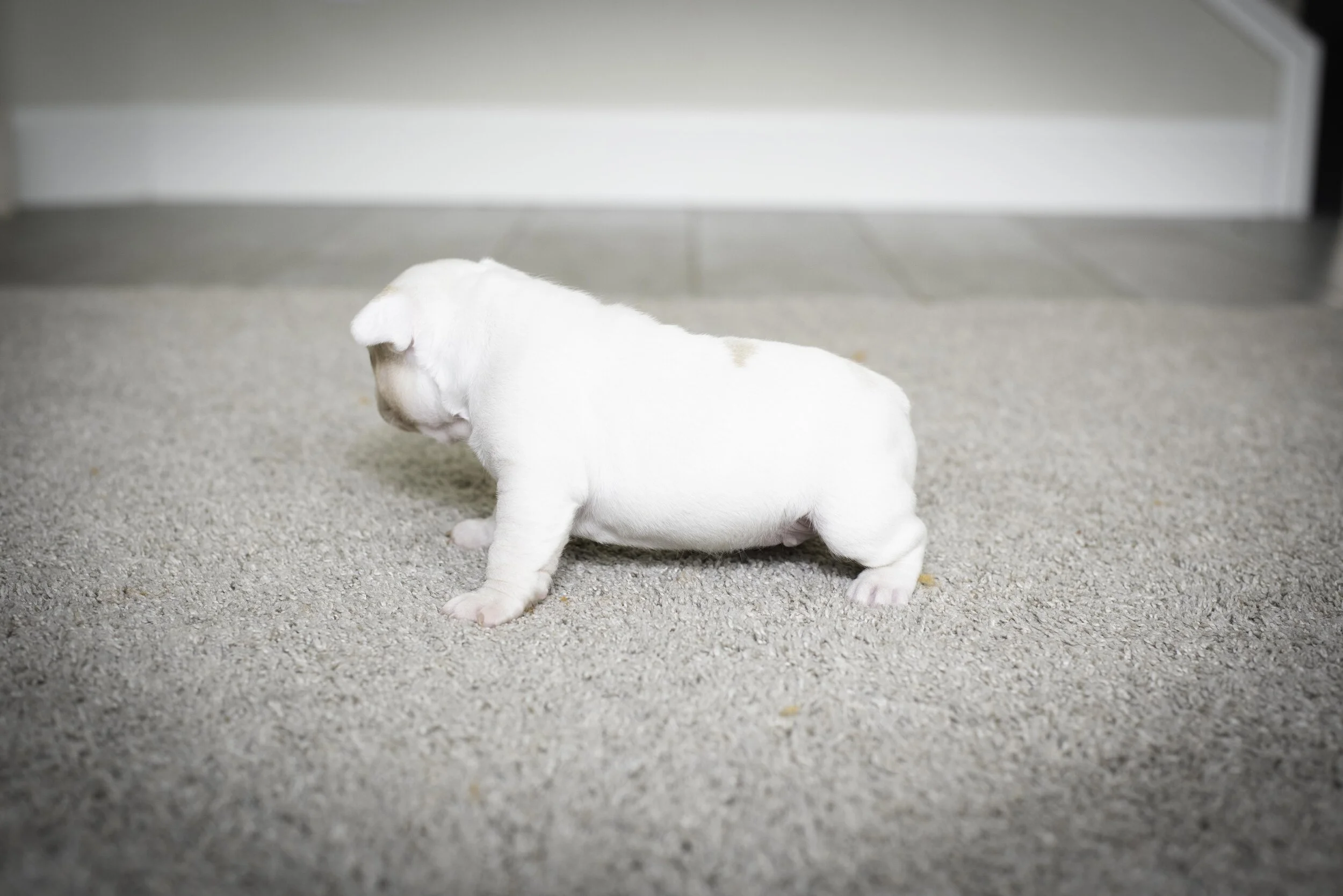 frenchie jan 17 2020 web-25.jpg