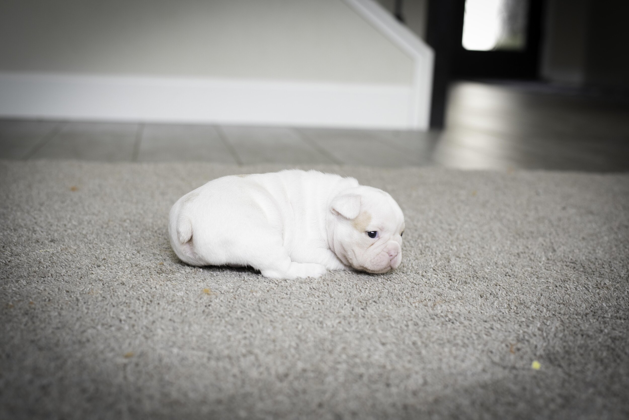 frenchie jan 17 2020 web-24.jpg