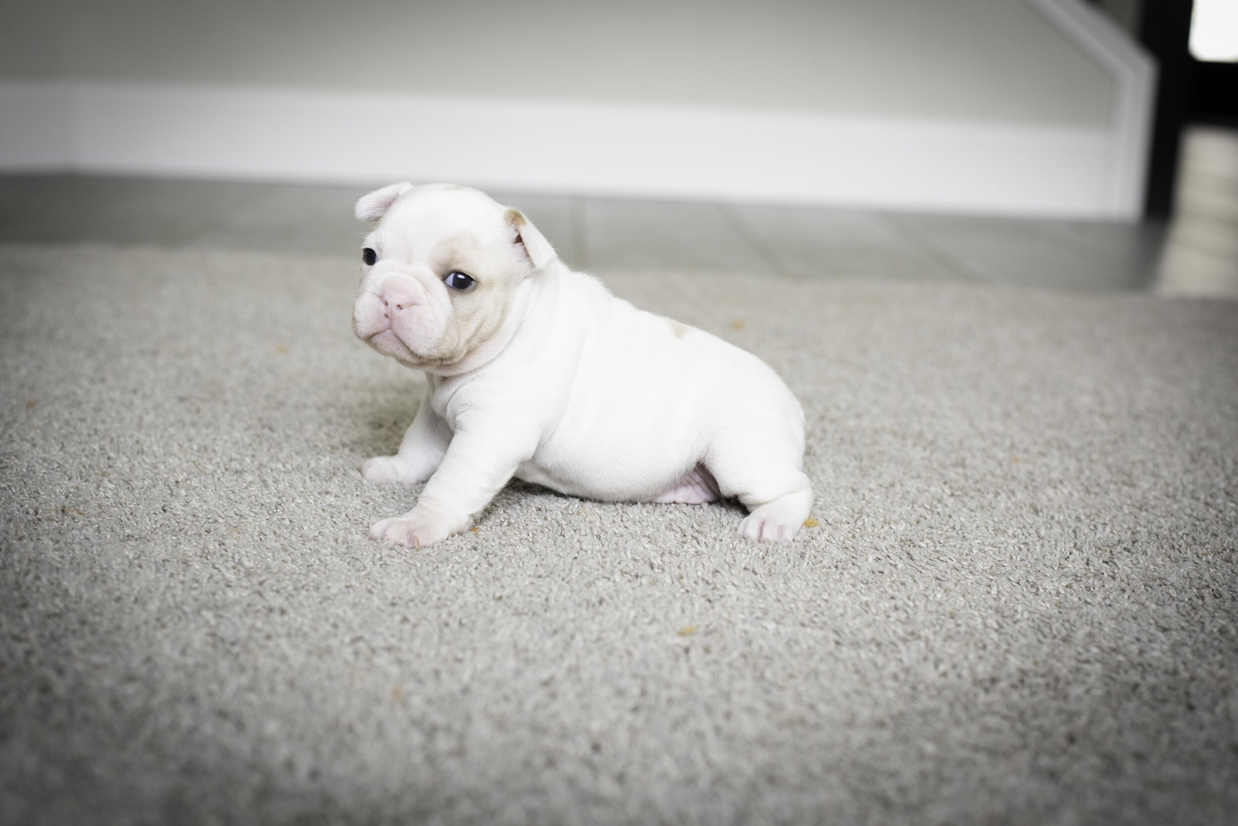 frenchie jan 17 2020 web-27.jpg