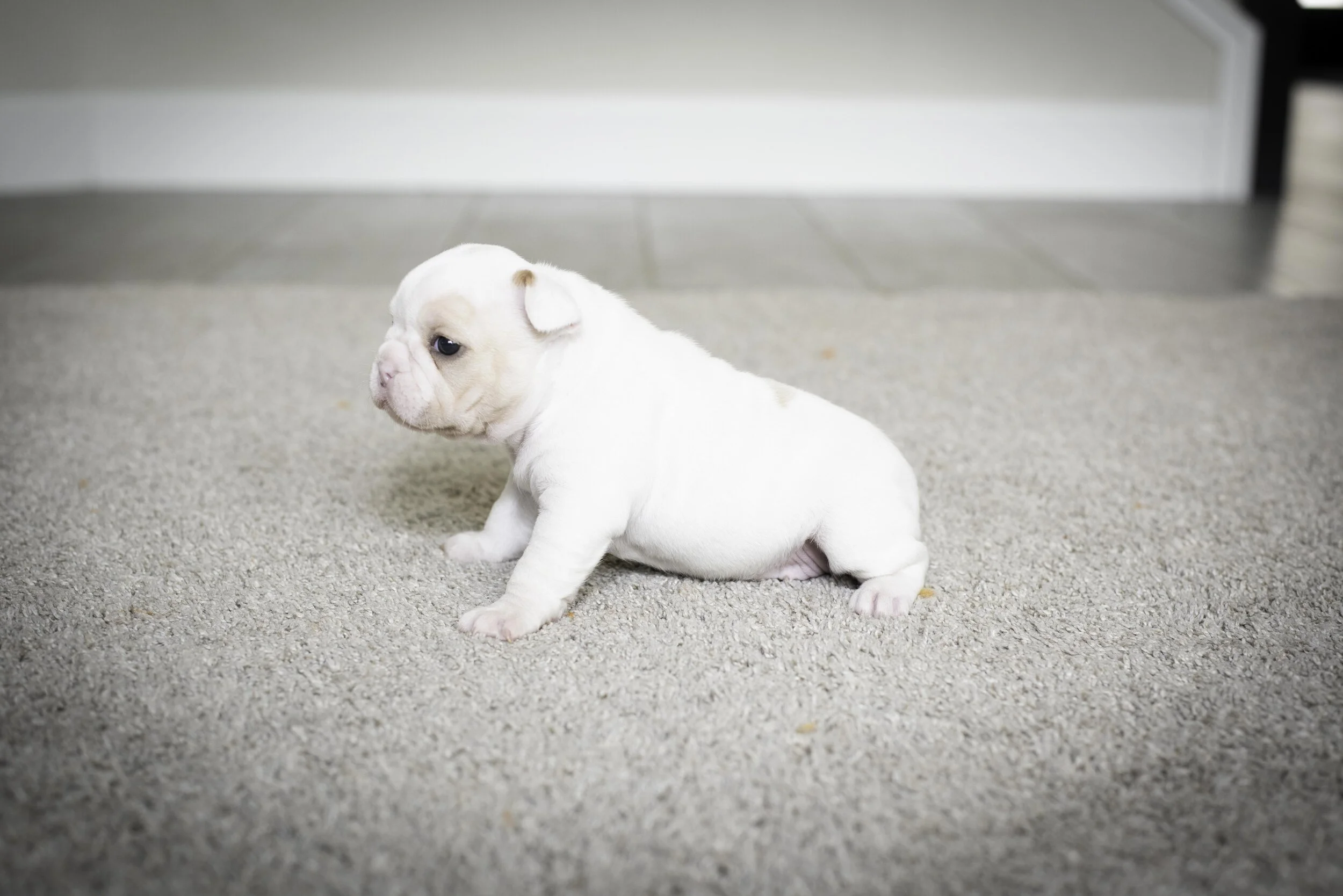 frenchie jan 17 2020 web-26.jpg