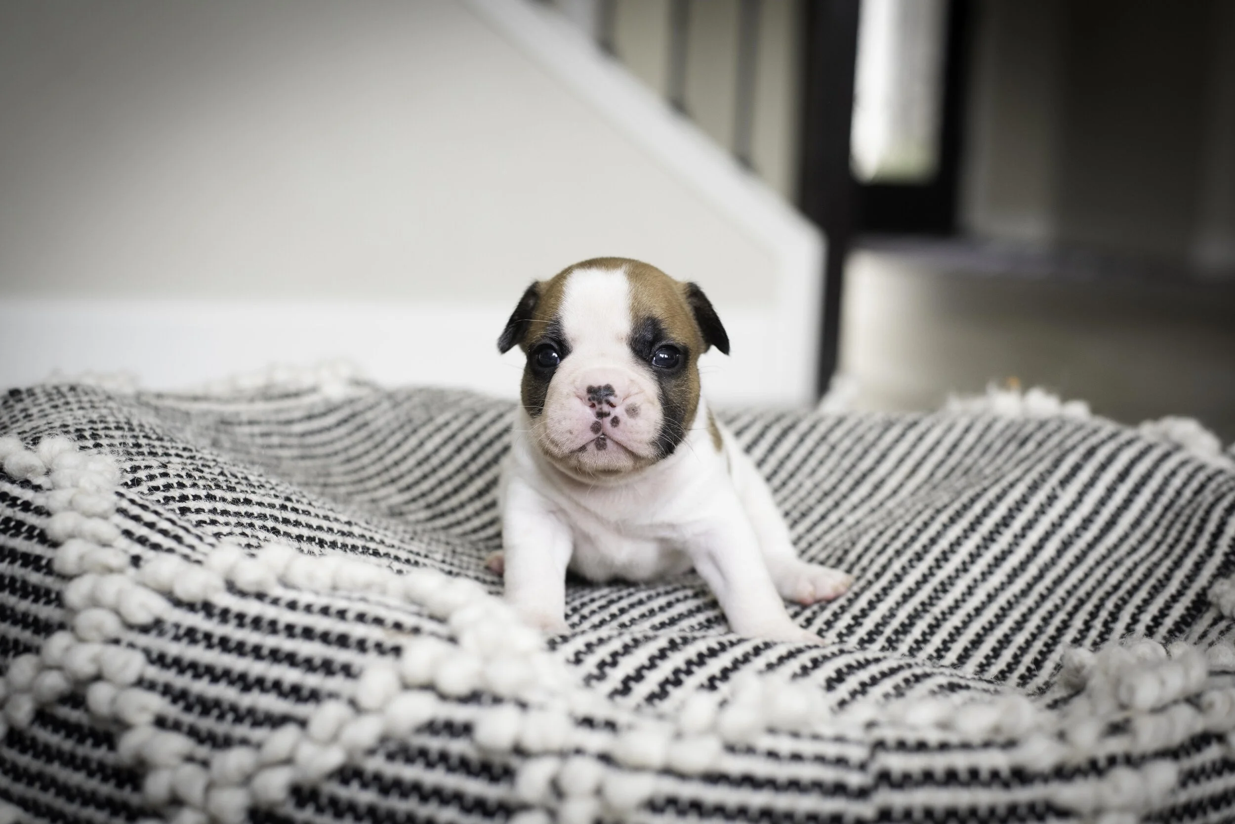 frenchie jan 17 2020 web-28.jpg