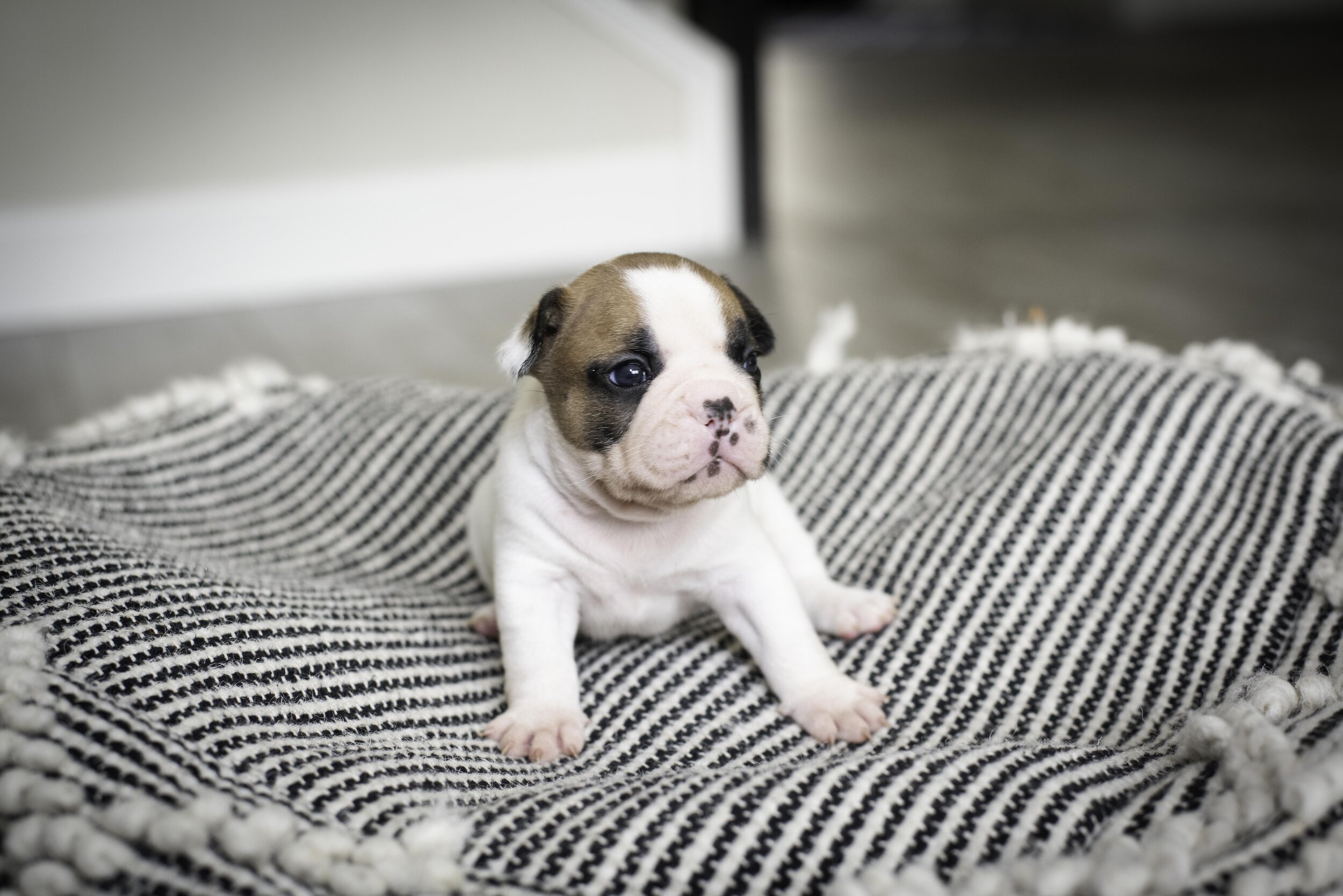 frenchie jan 17 2020 web-30.jpg