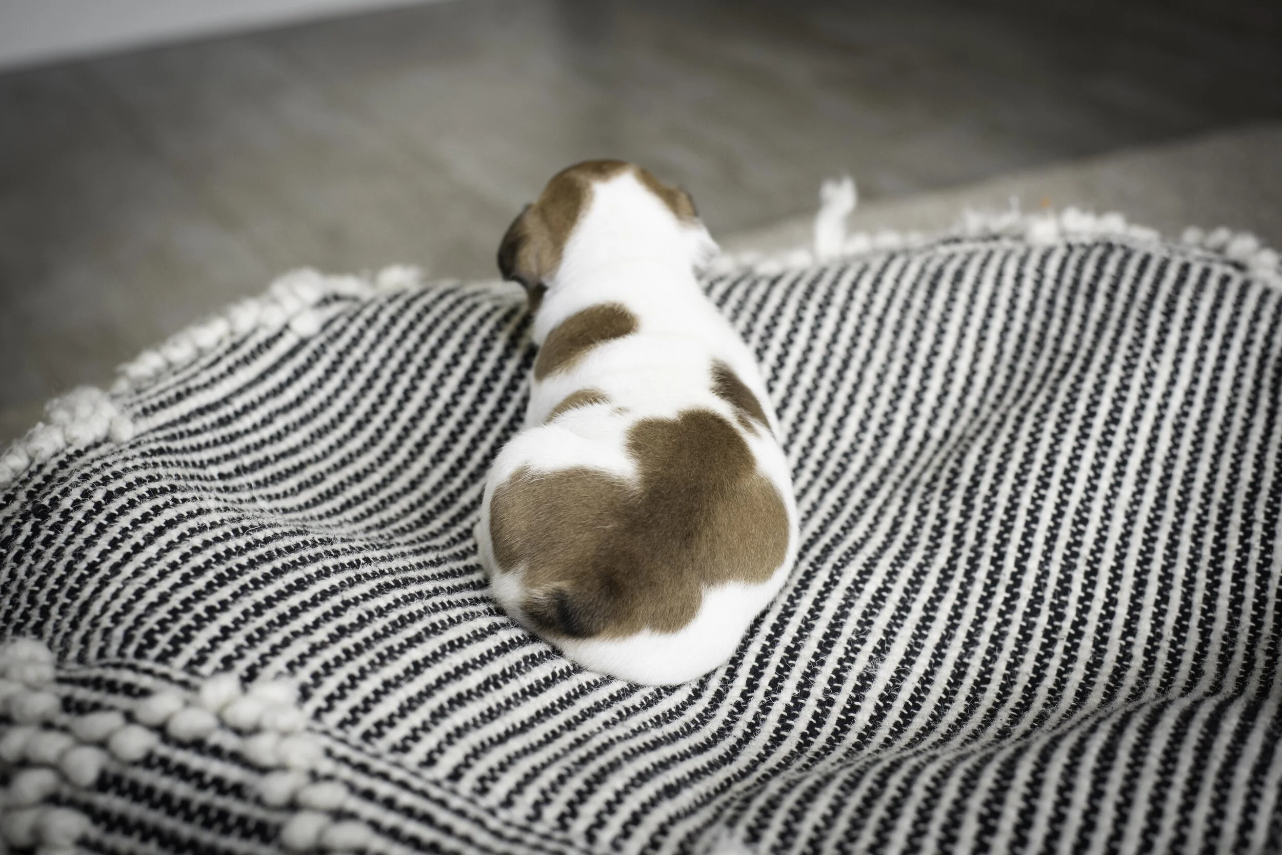 frenchie jan 17 2020 web-33.jpg