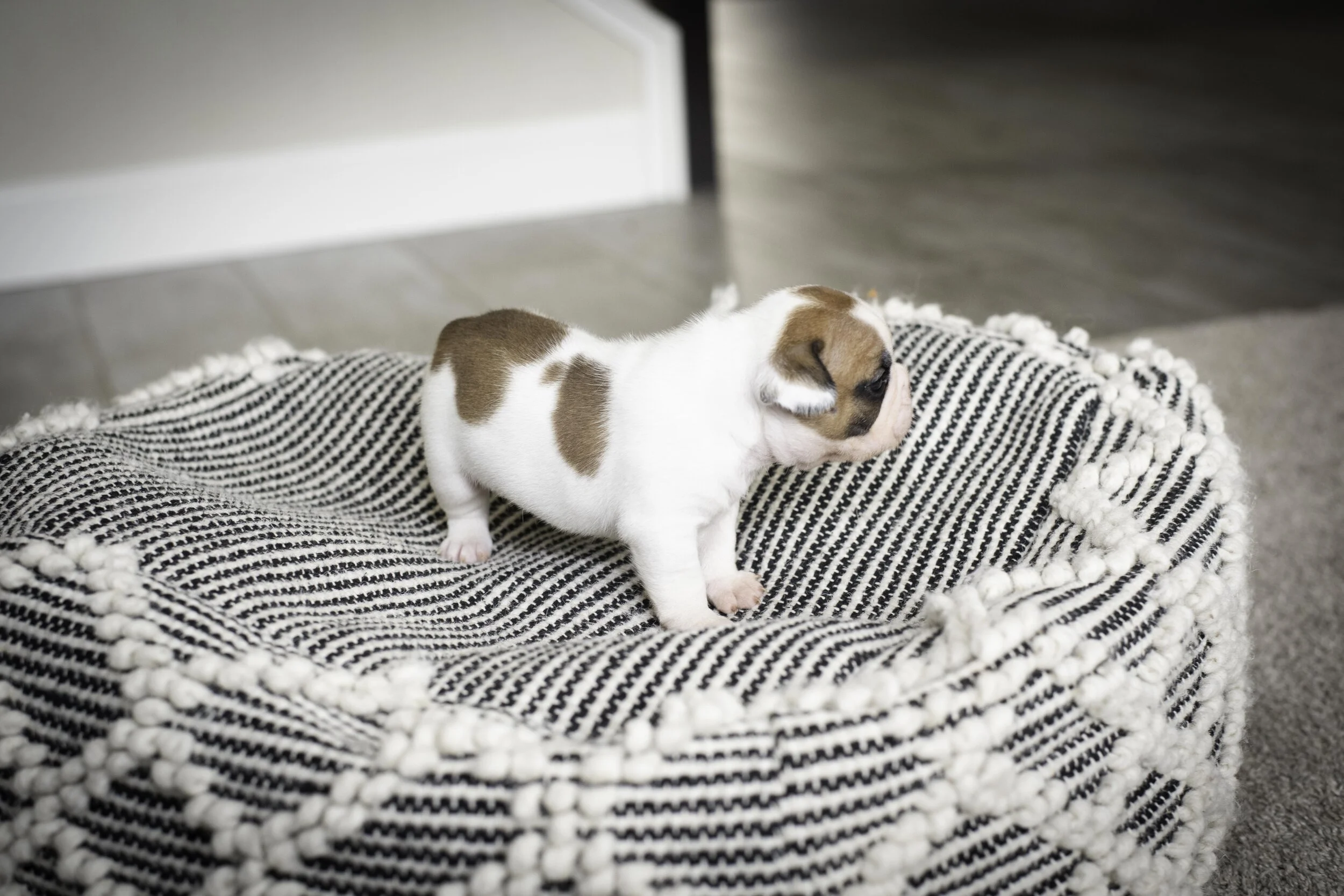 frenchie jan 17 2020 web-32.jpg