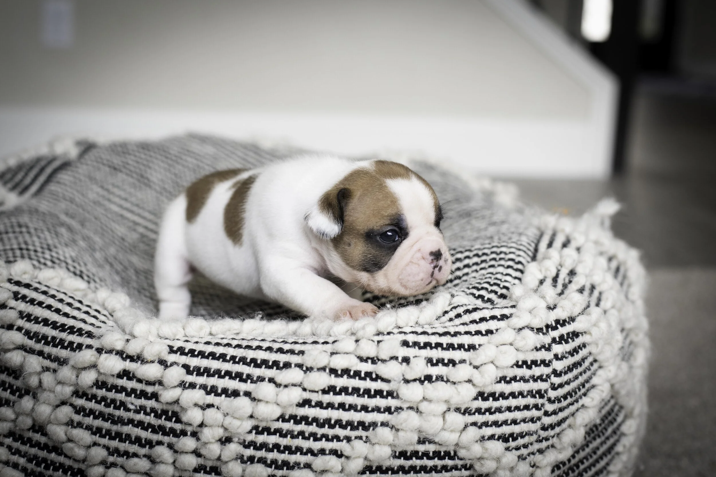 frenchie jan 17 2020 web-35.jpg