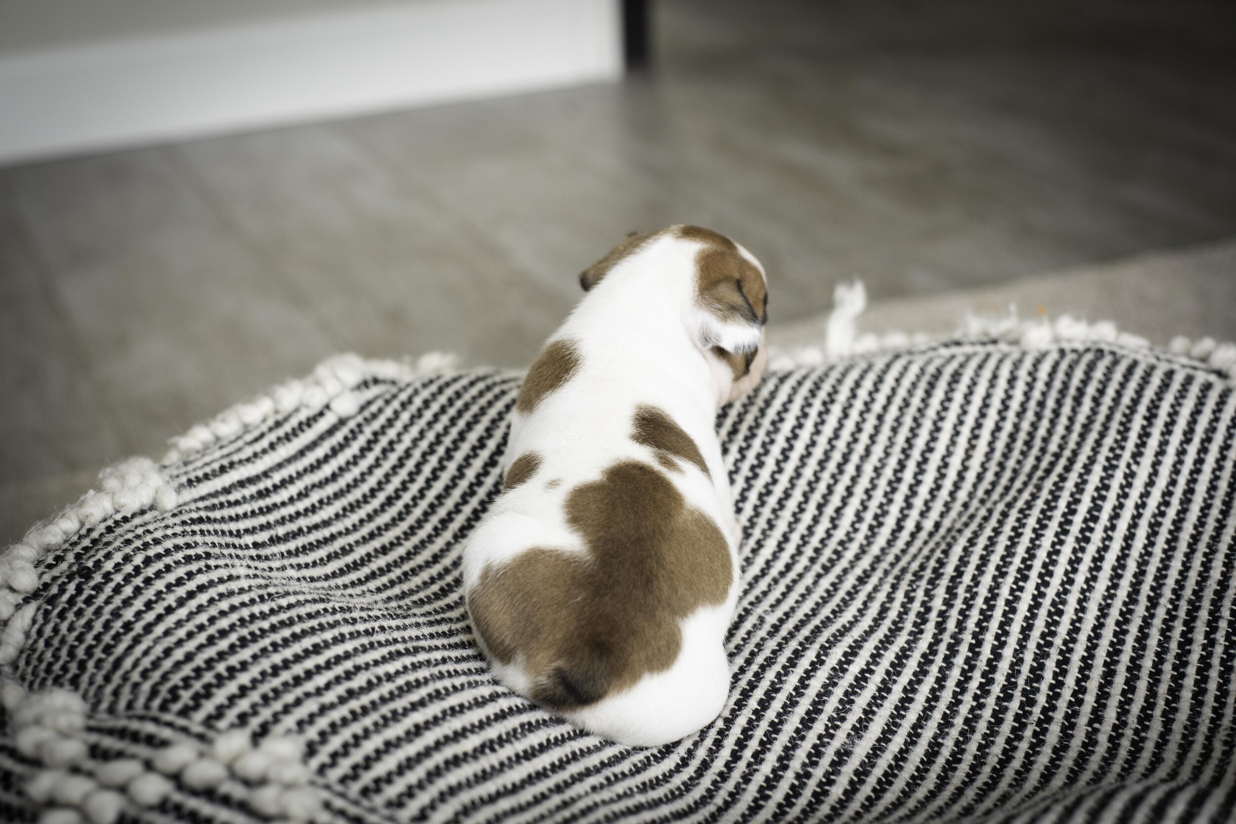 frenchie jan 17 2020 web-34.jpg