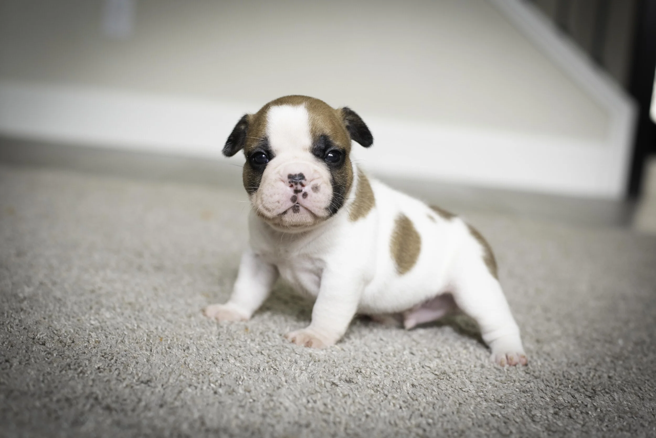 frenchie jan 17 2020 web-37.jpg