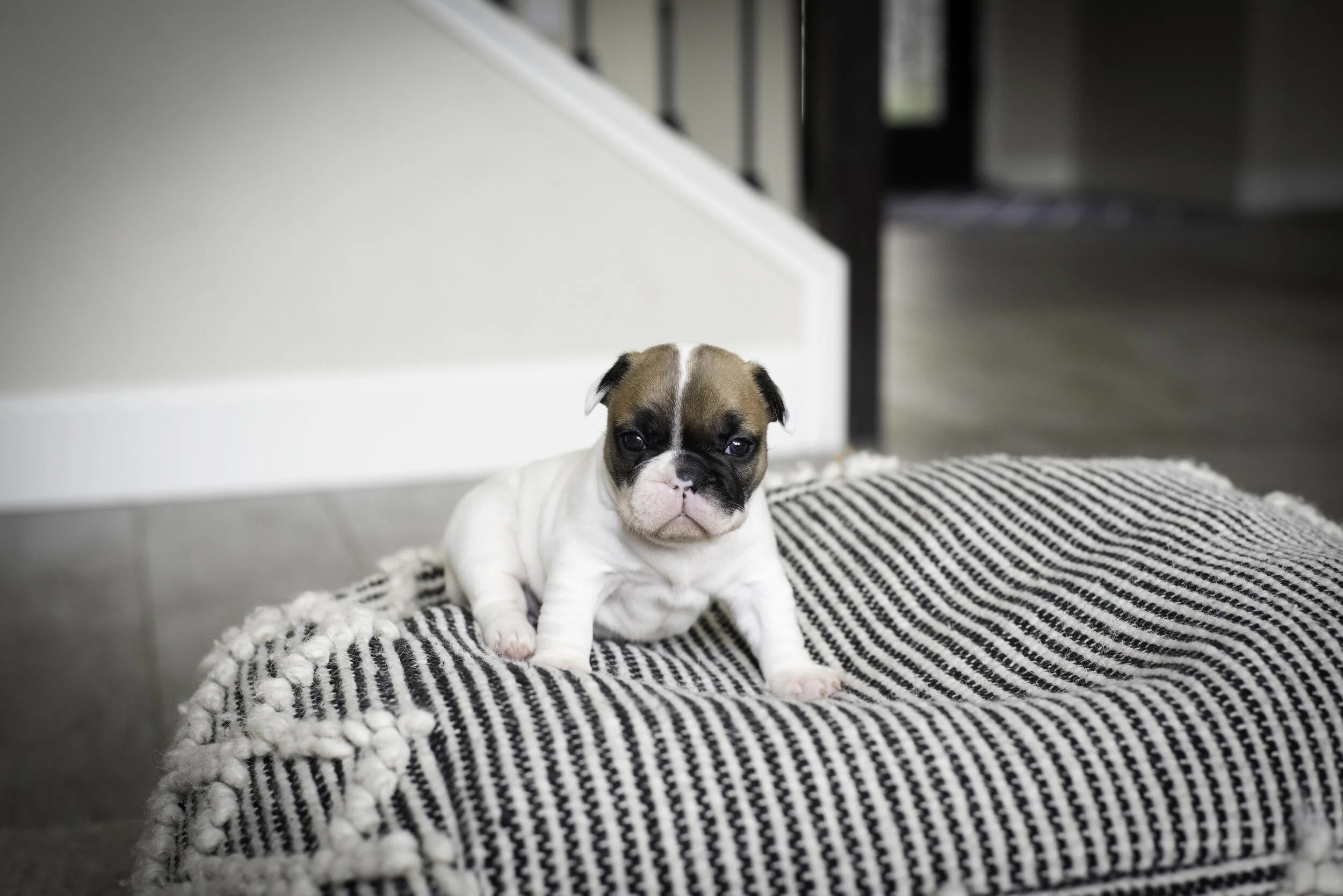 frenchie jan 17 2020 web.jpg