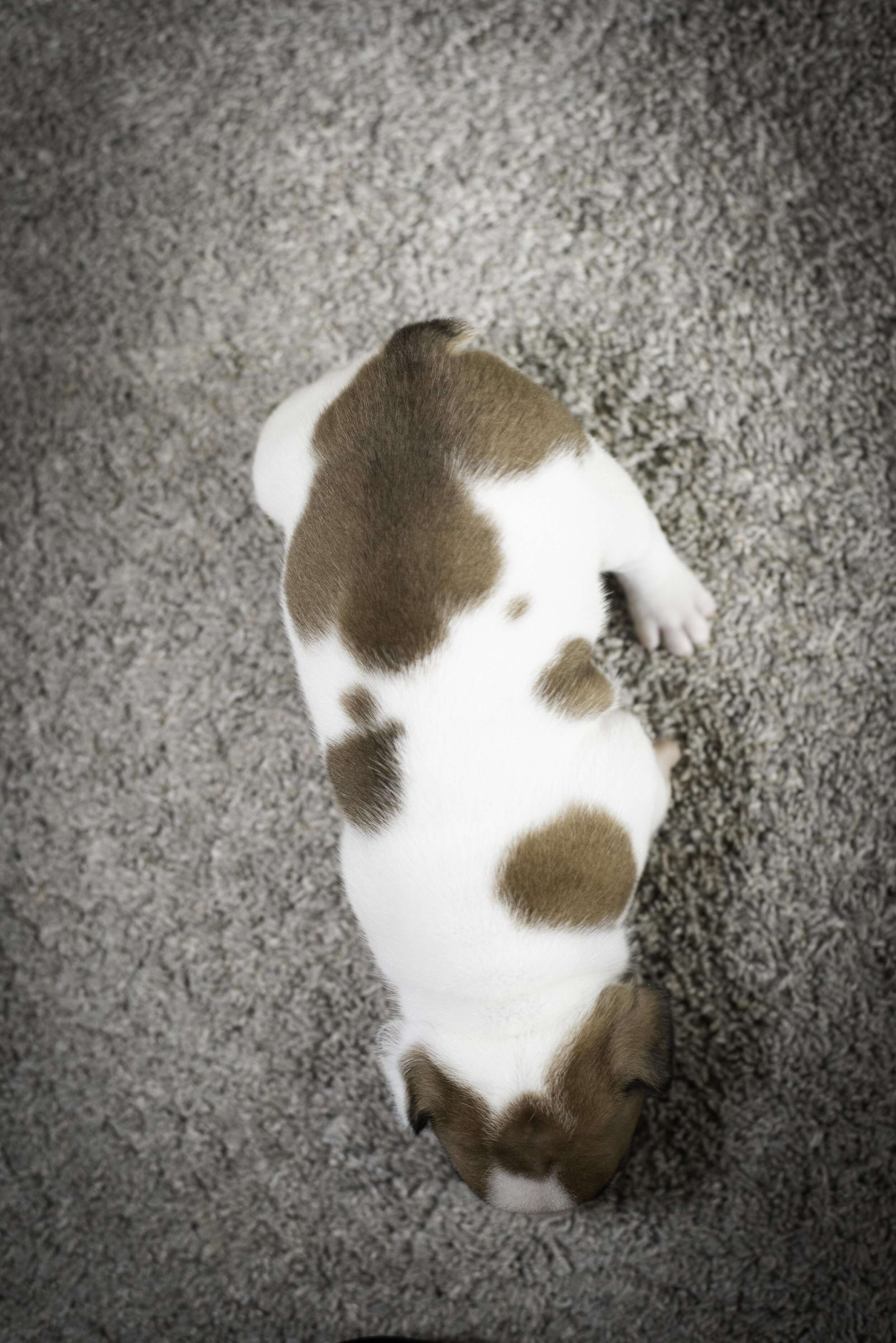 frenchie jan 17 2020 web-40.jpg