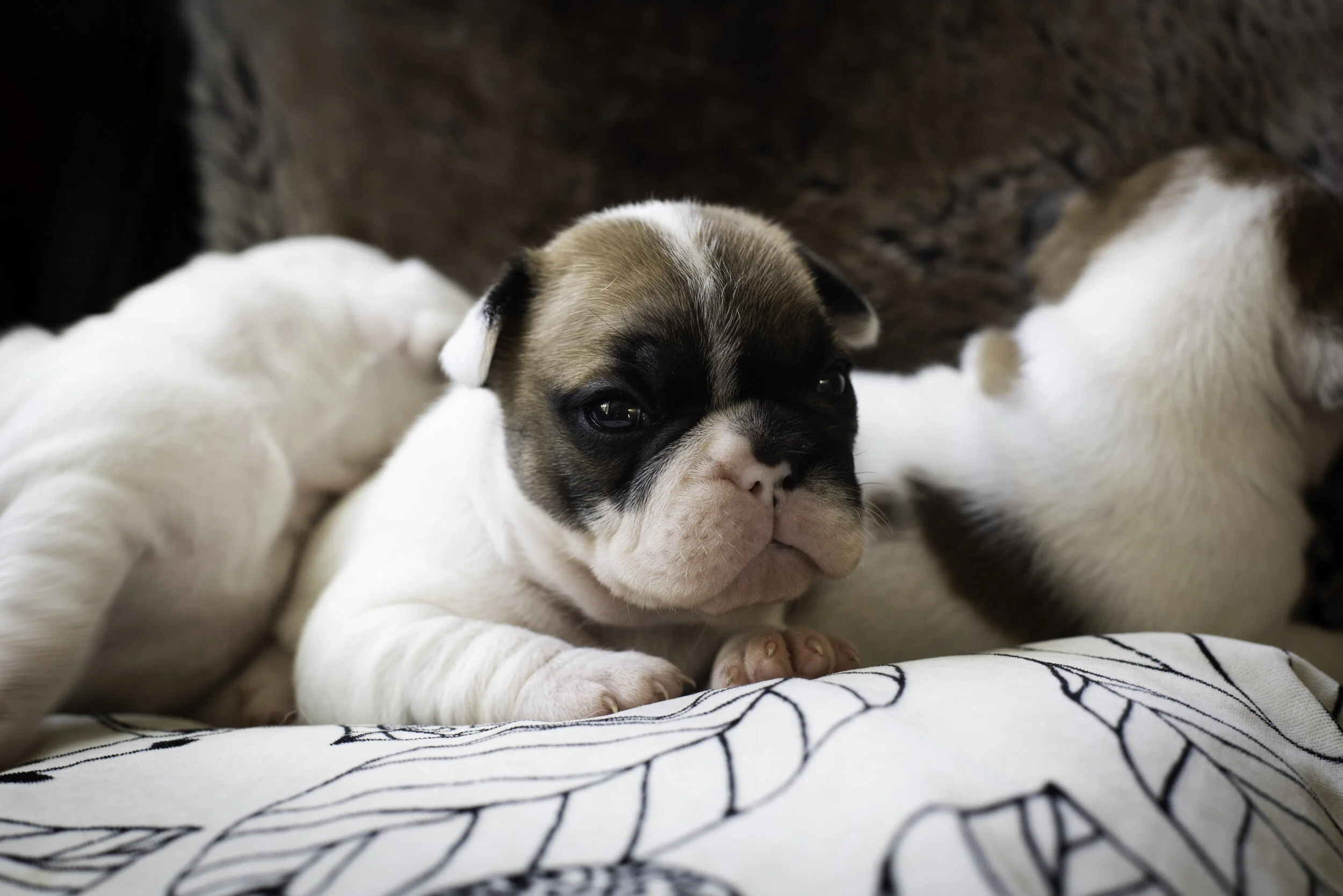 frenchie jan 13 2020 WEB-3.jpg