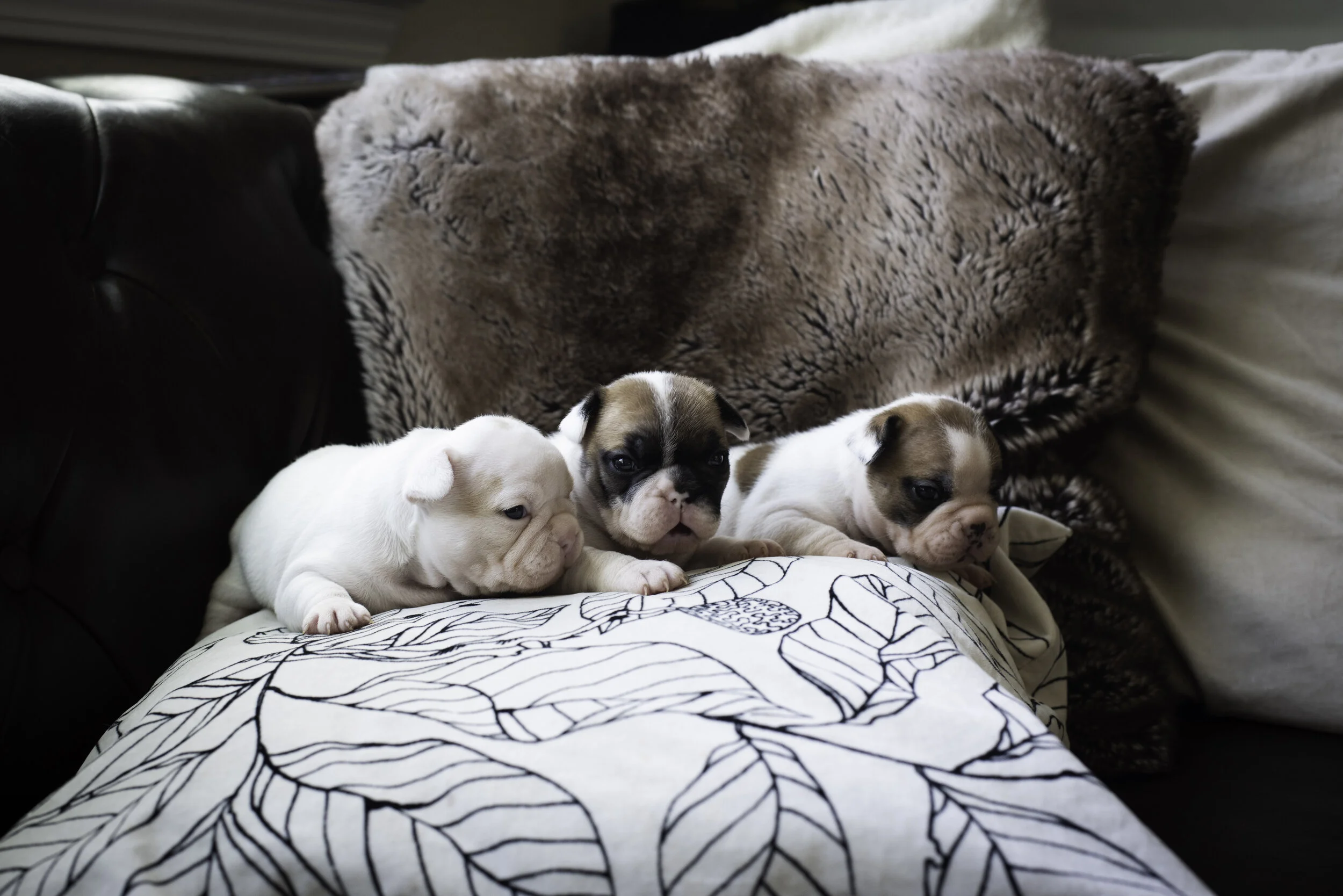 frenchie jan 13 2020 WEB-2.jpg